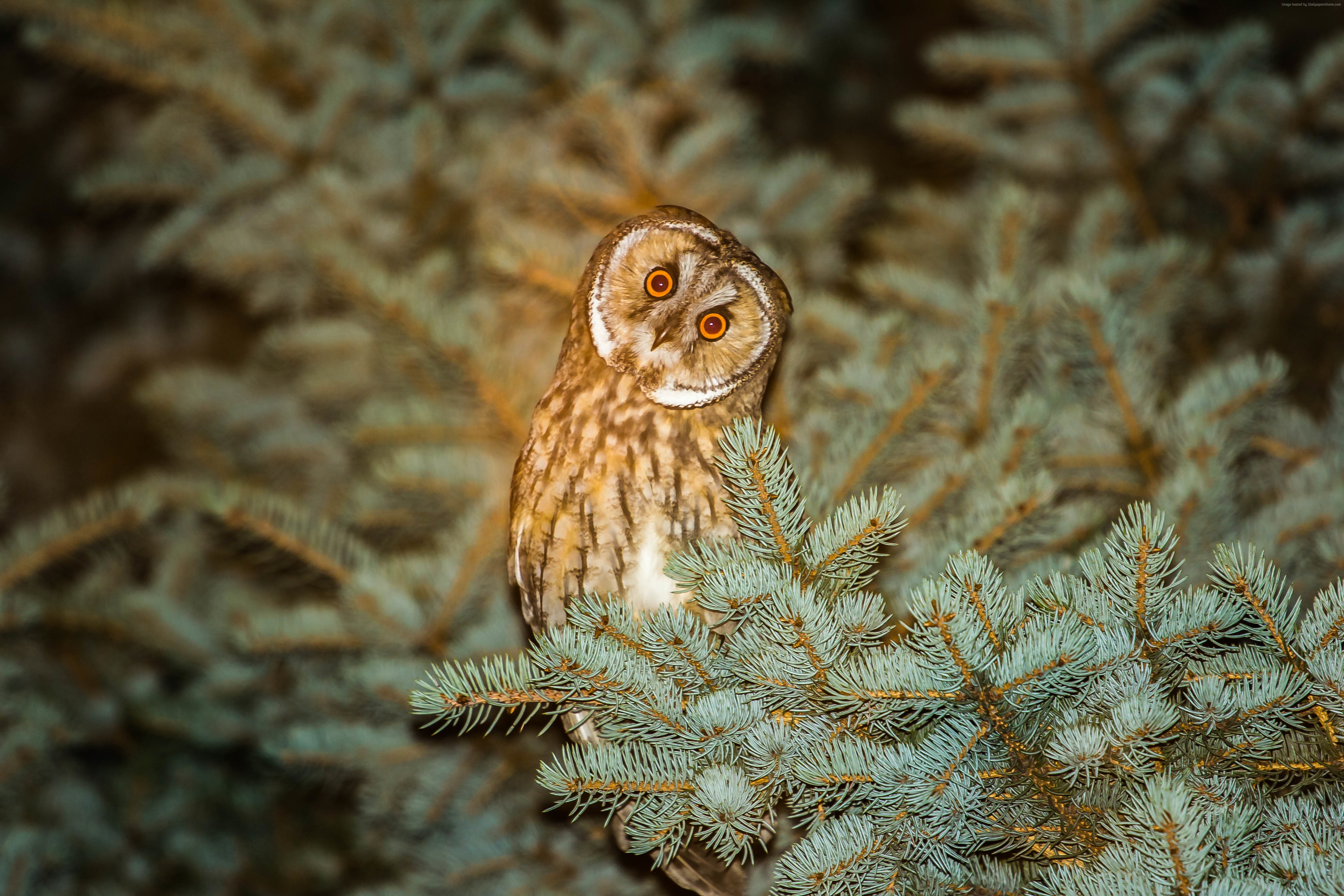 cute animals, Owl, funny HD Wallpaper