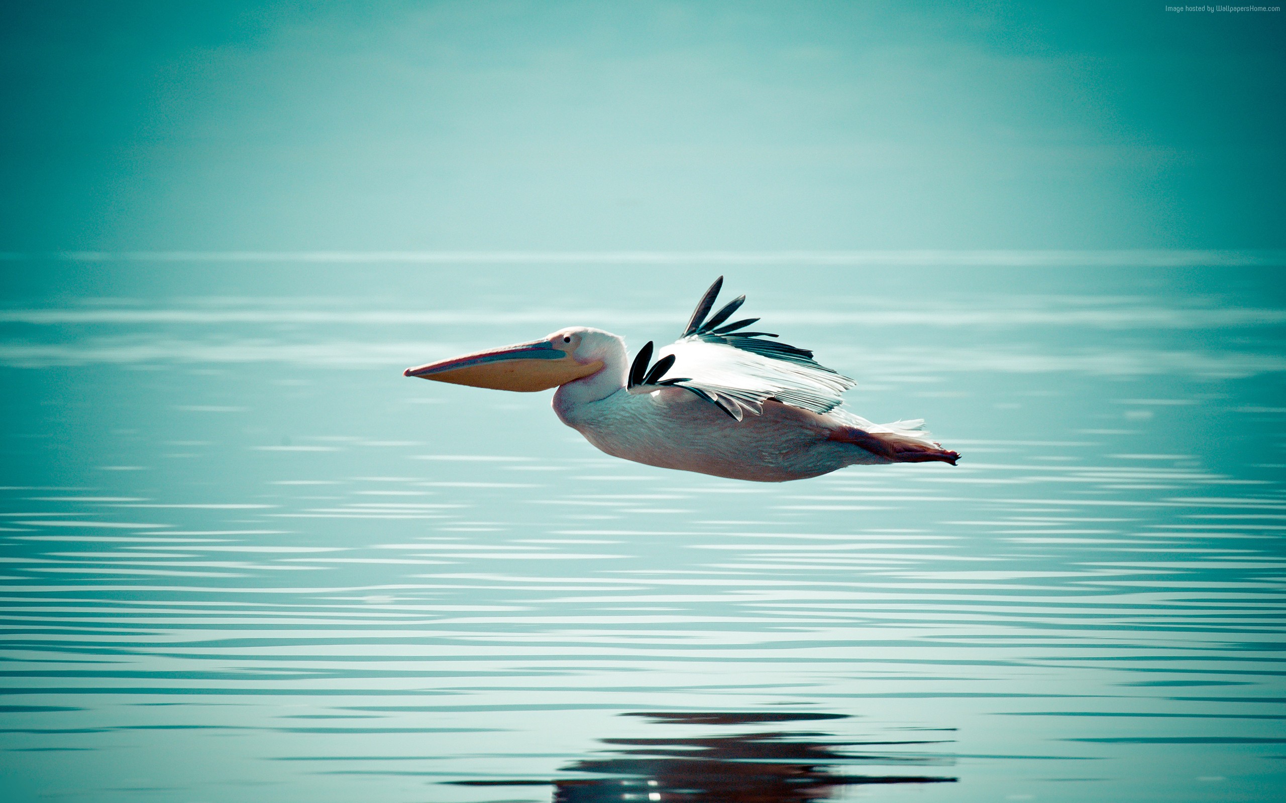 Pelican in flight over the sea HD Wallpaper