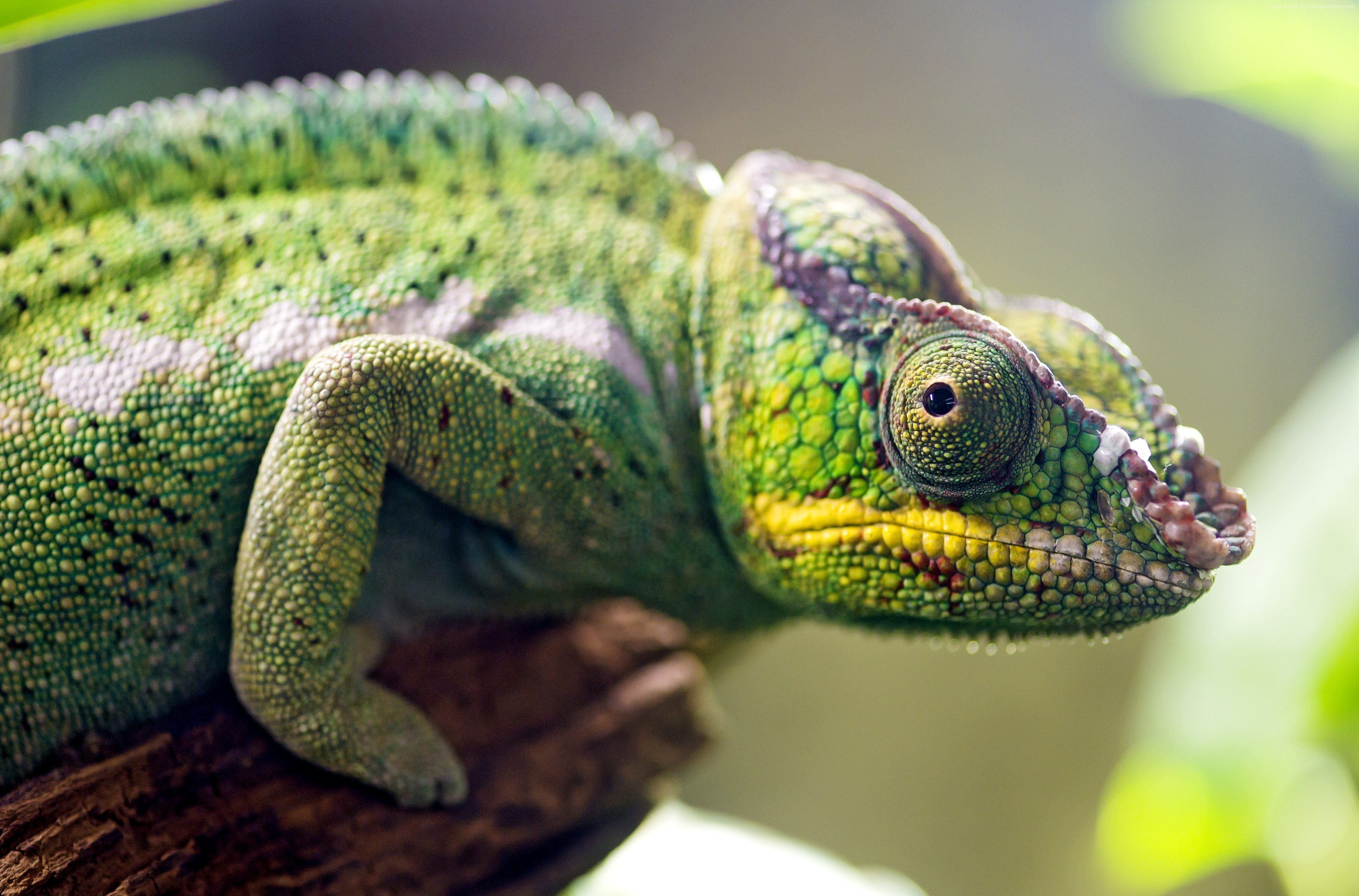 Green chameleon on a branch HD Wallpaper