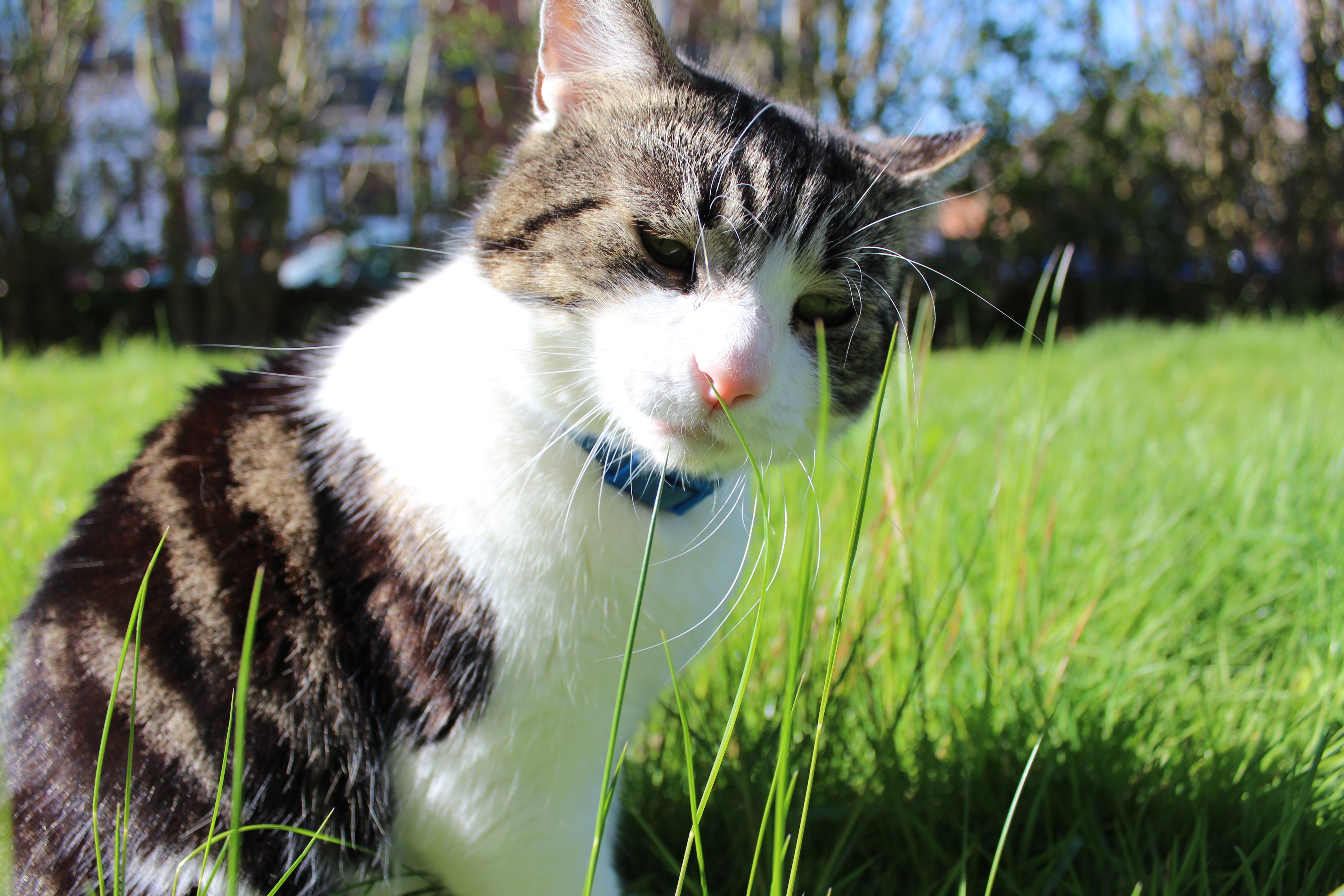 Tabby cat with blue collar in green grass HD Wallpaper