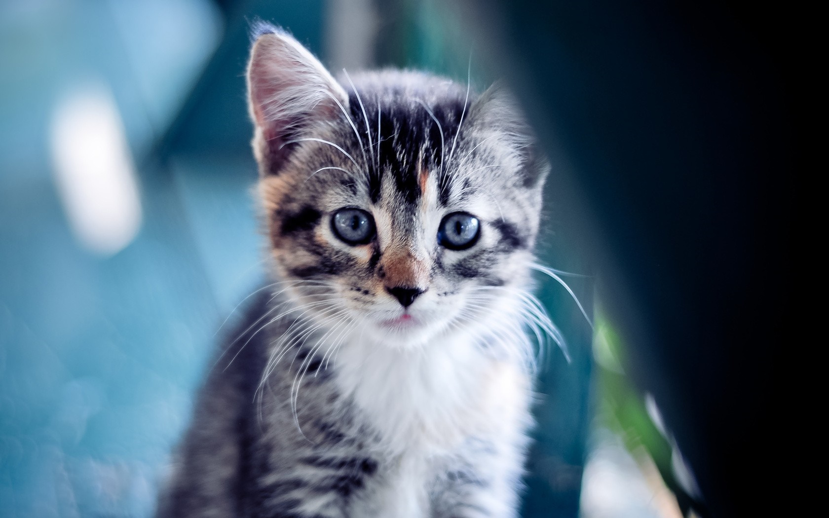 Close up of a tabby kitten with blue eyes HD Wallpaper