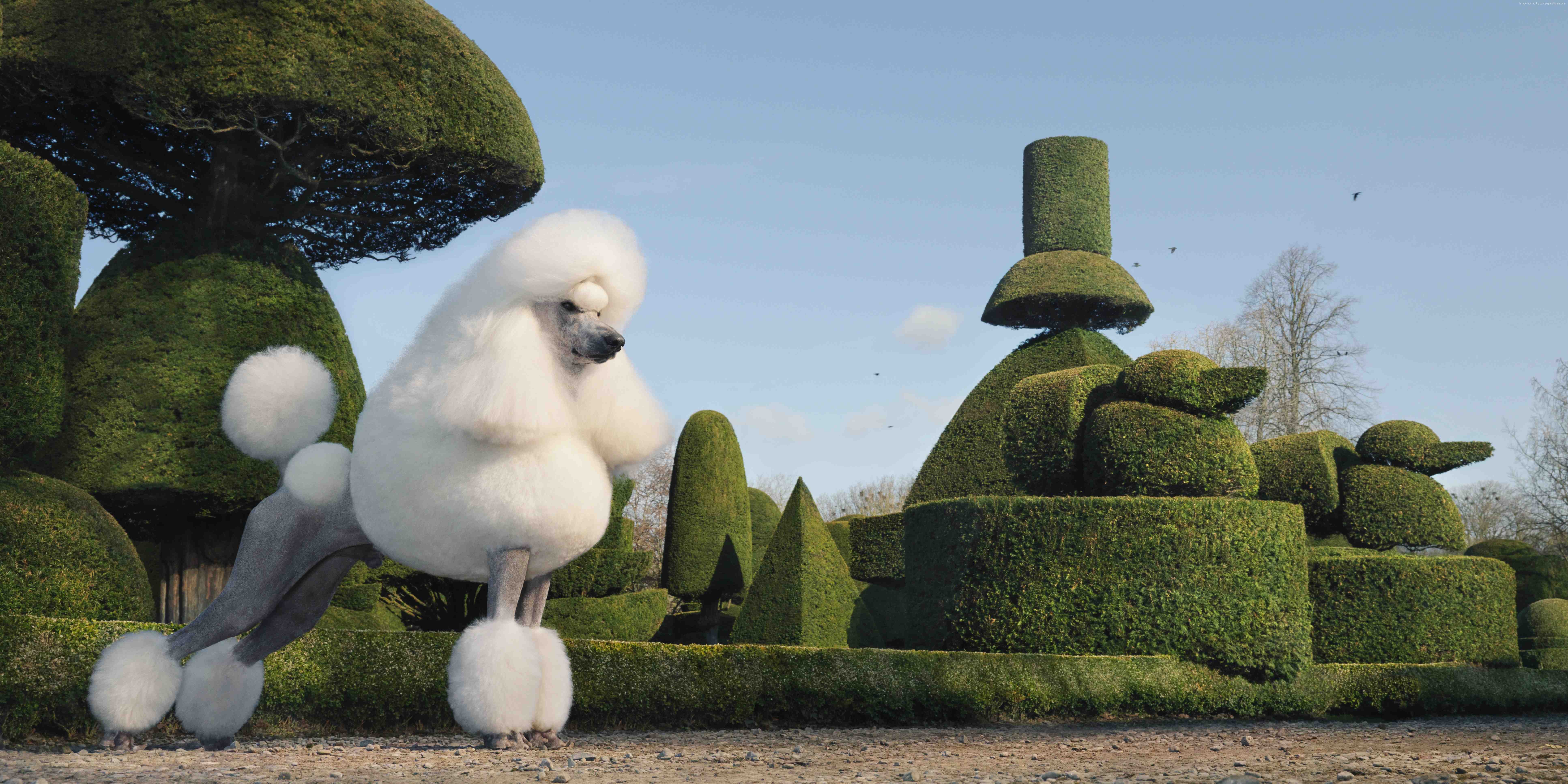 White poodle in a topiary garden HD Wallpaper