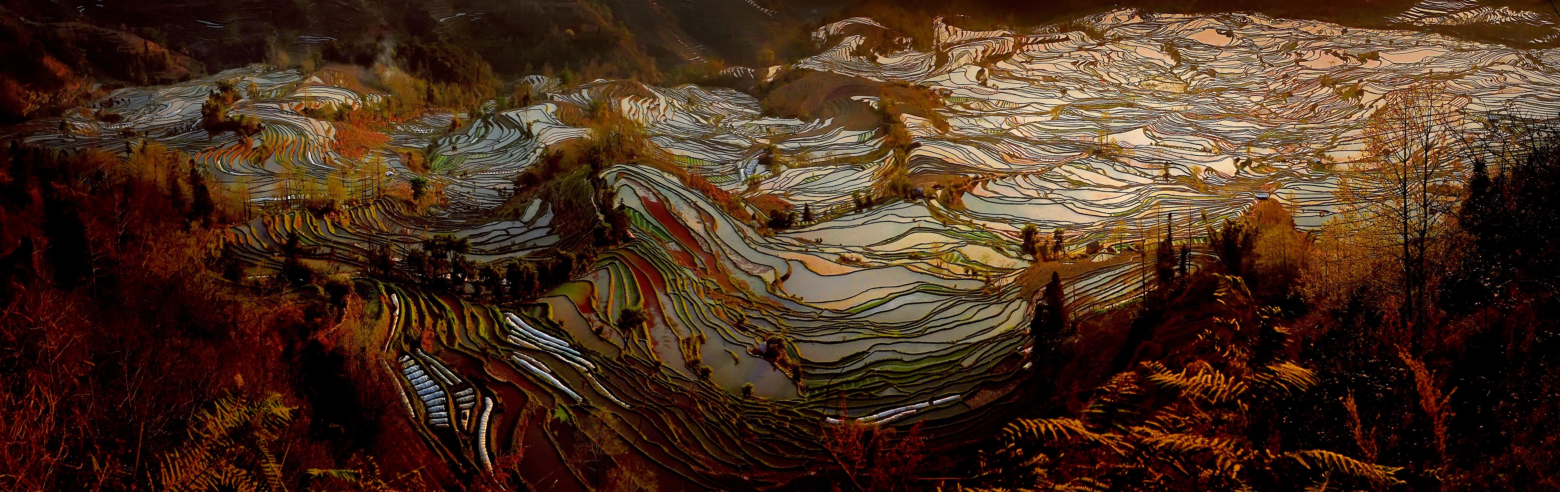 Terraced rice fields in Yuanyang, China HD Wallpaper