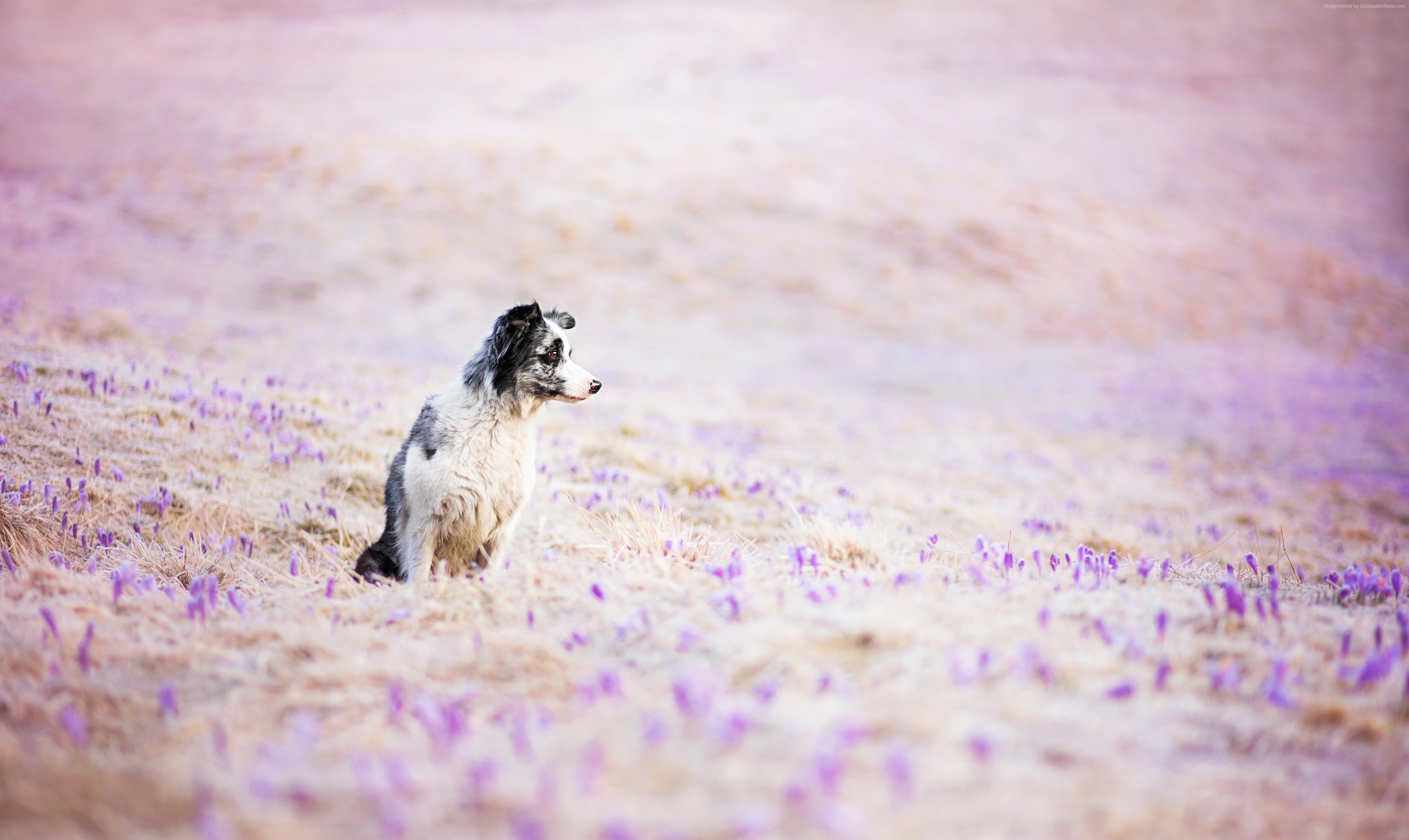 Border Collie dog sitting in a field of purple crocuses HD Wallpaper