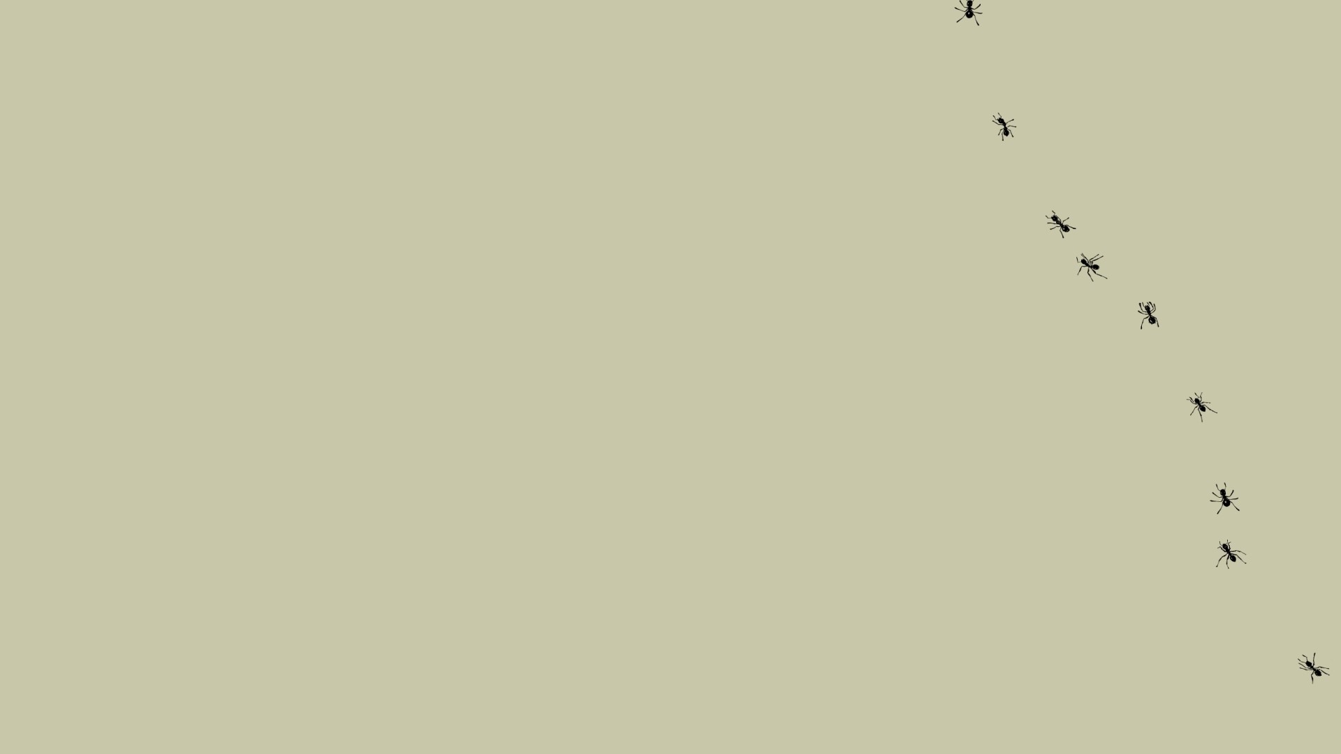 Ants marching in a line HD Wallpaper
