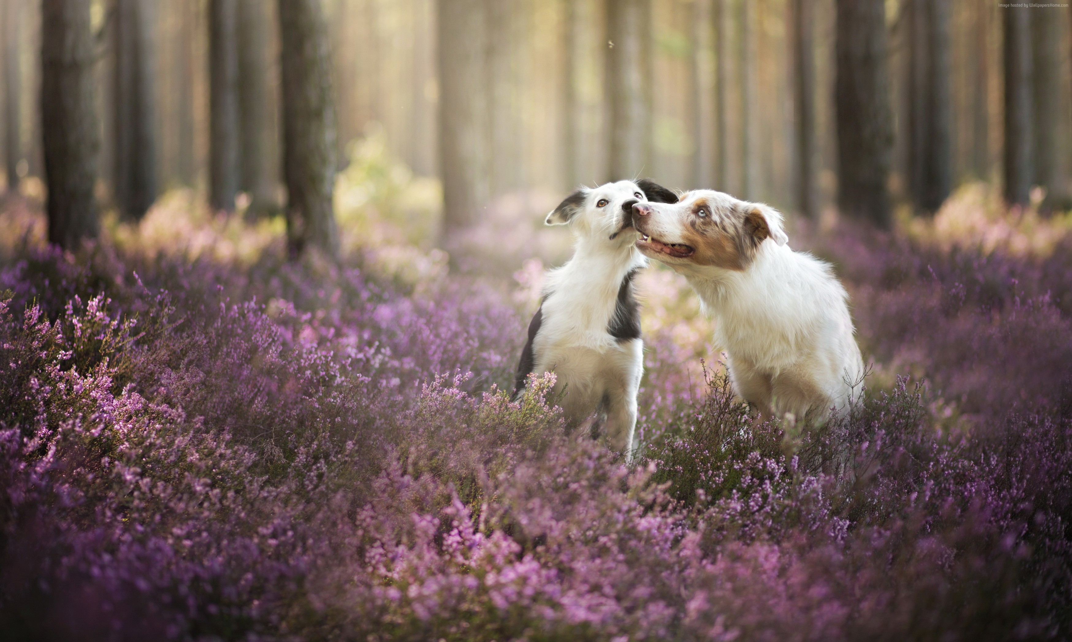 Two Border Collies in a field of purple flowers HD Wallpaper
