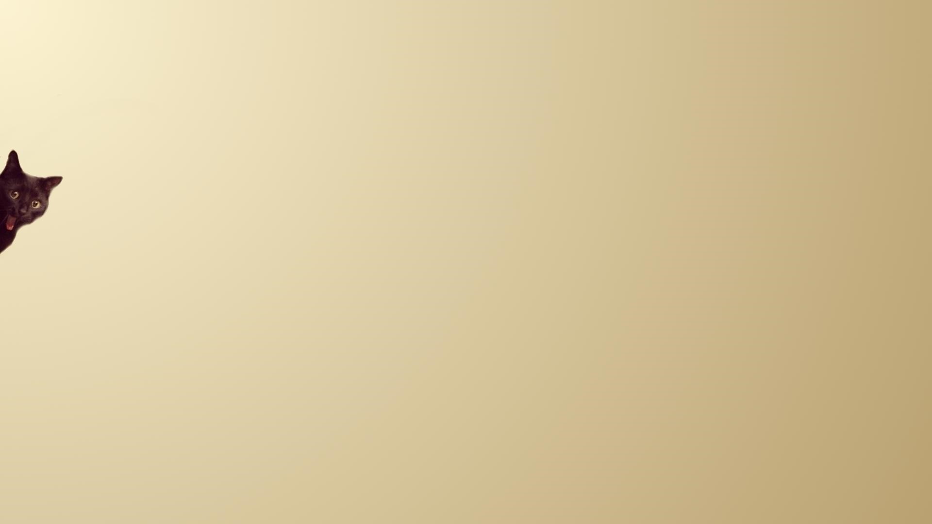 Black cat peeking from the side HD Wallpaper