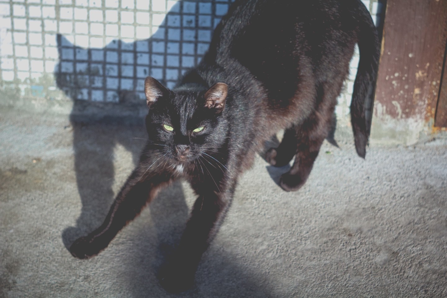 Black cat stretching on concrete with shadow HD Wallpaper