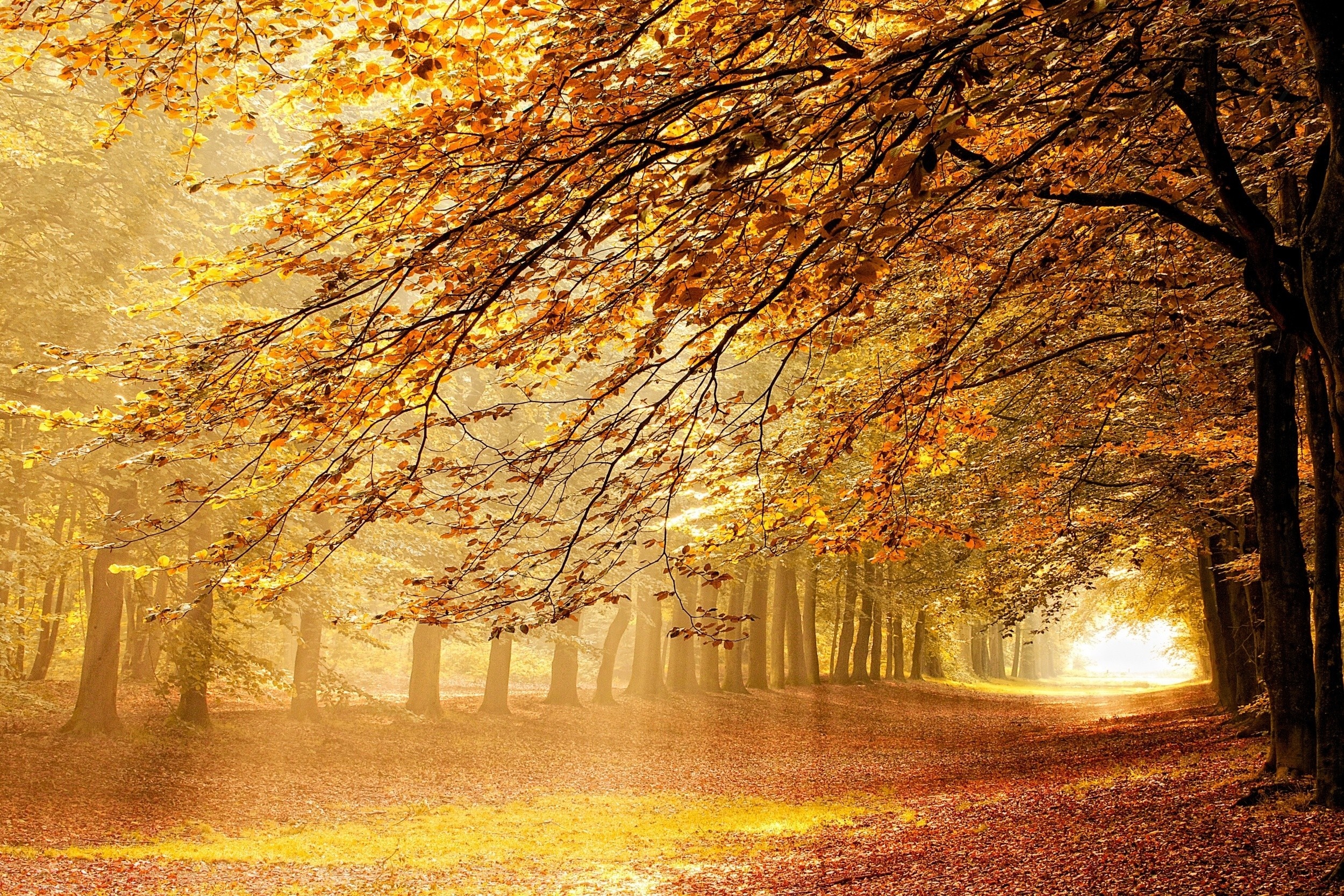 Sunlit Autumn Forest Path in Netherlands HD Wallpaper