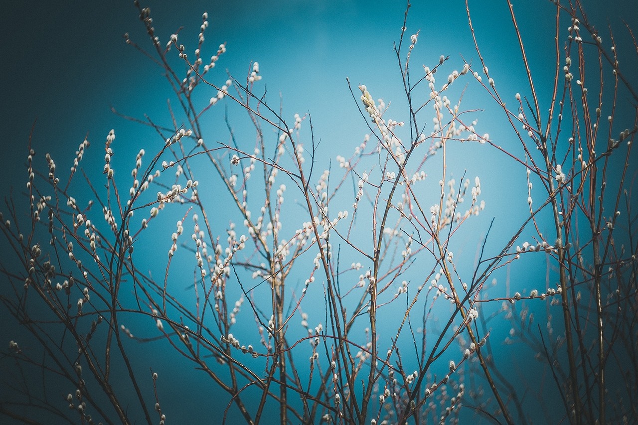 Pussy willow branches against a blue sky HD Wallpaper