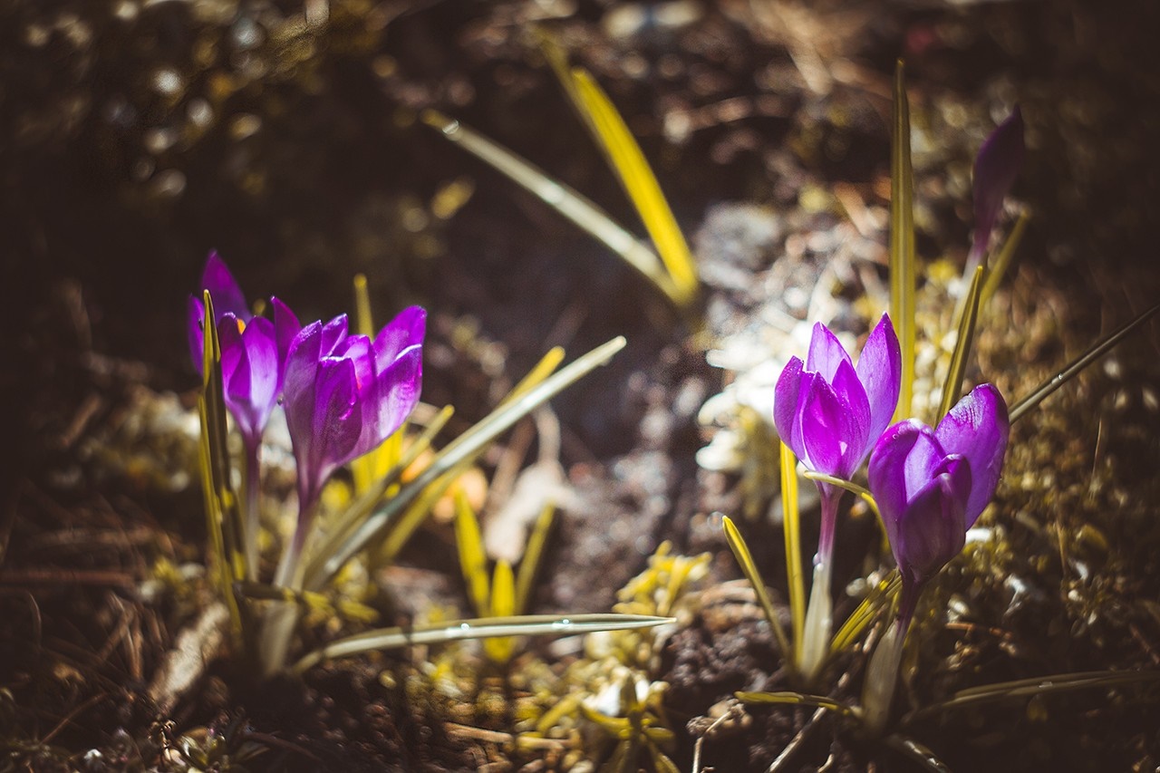 Purple crocus flowers blooming in sunlight HD Wallpaper