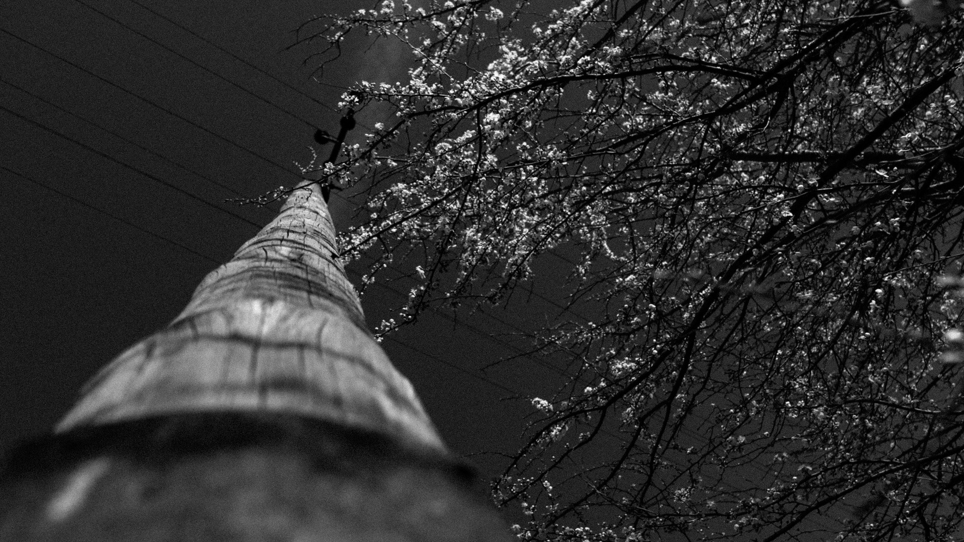 Worm's eye view of a utility pole and blooming tree branches HD Wallpaper