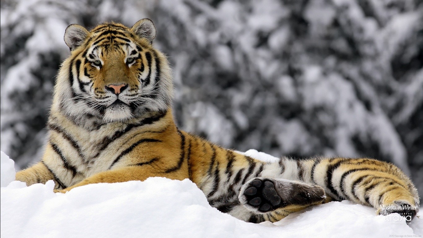 Tiger resting in the snow during winter HD Wallpaper