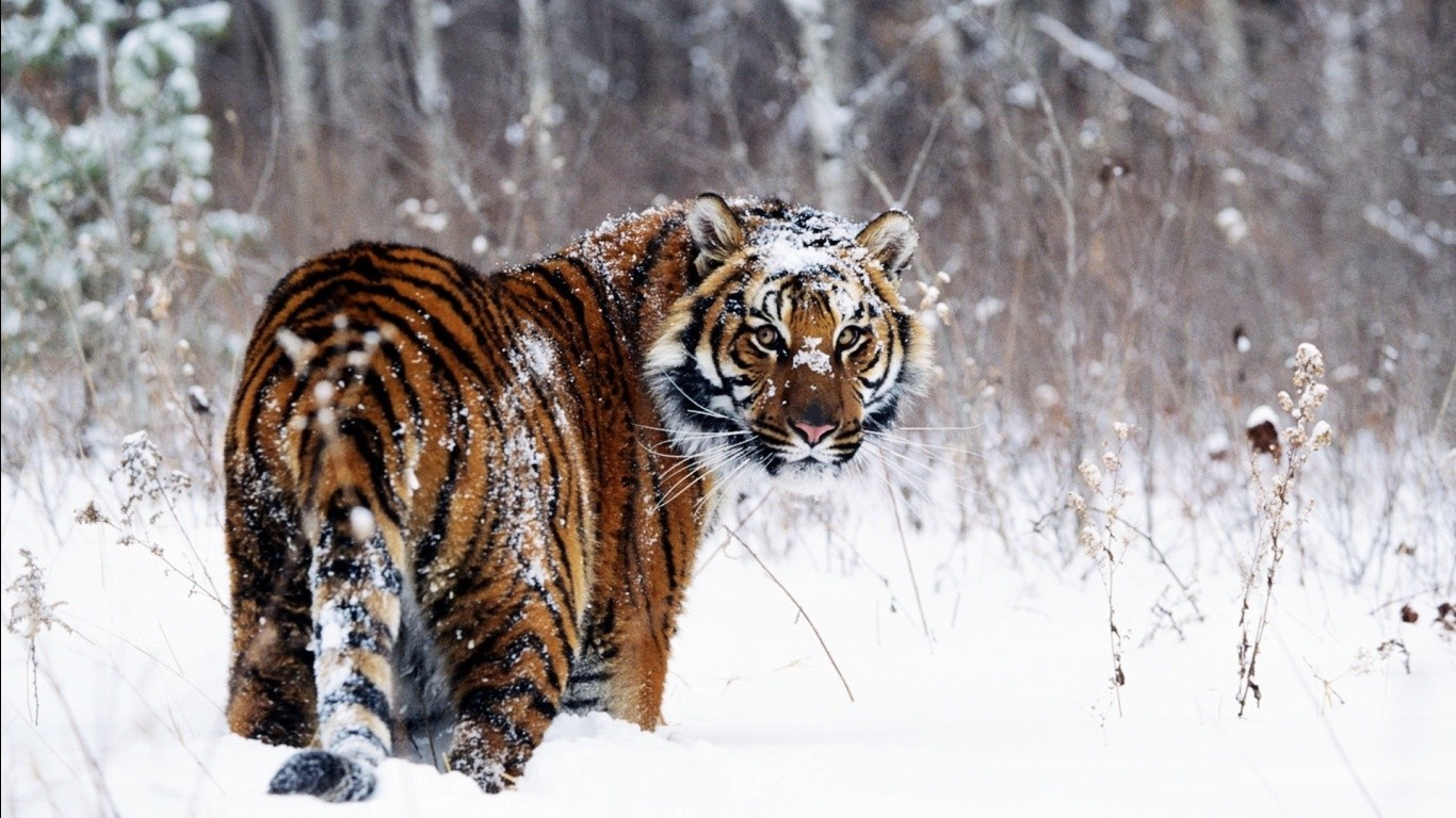 Tiger in a snowy forest HD Wallpaper