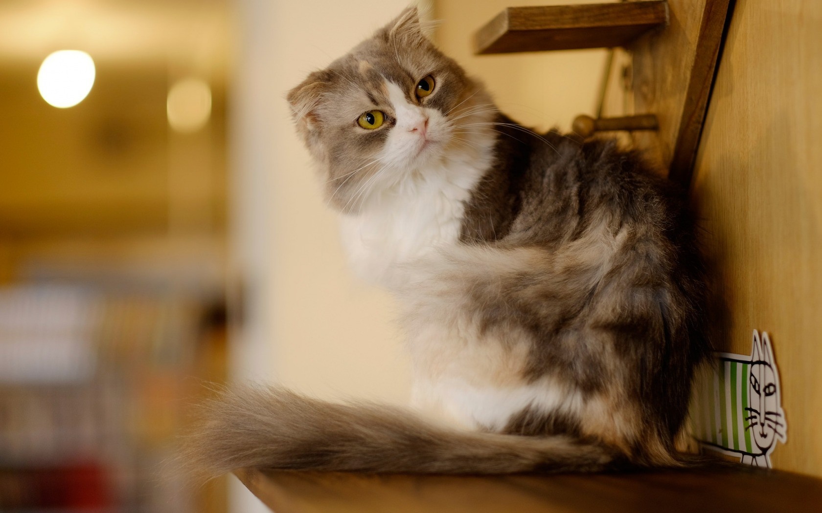 Fluffy cat with folded ears sitting on a shelf HD Wallpaper