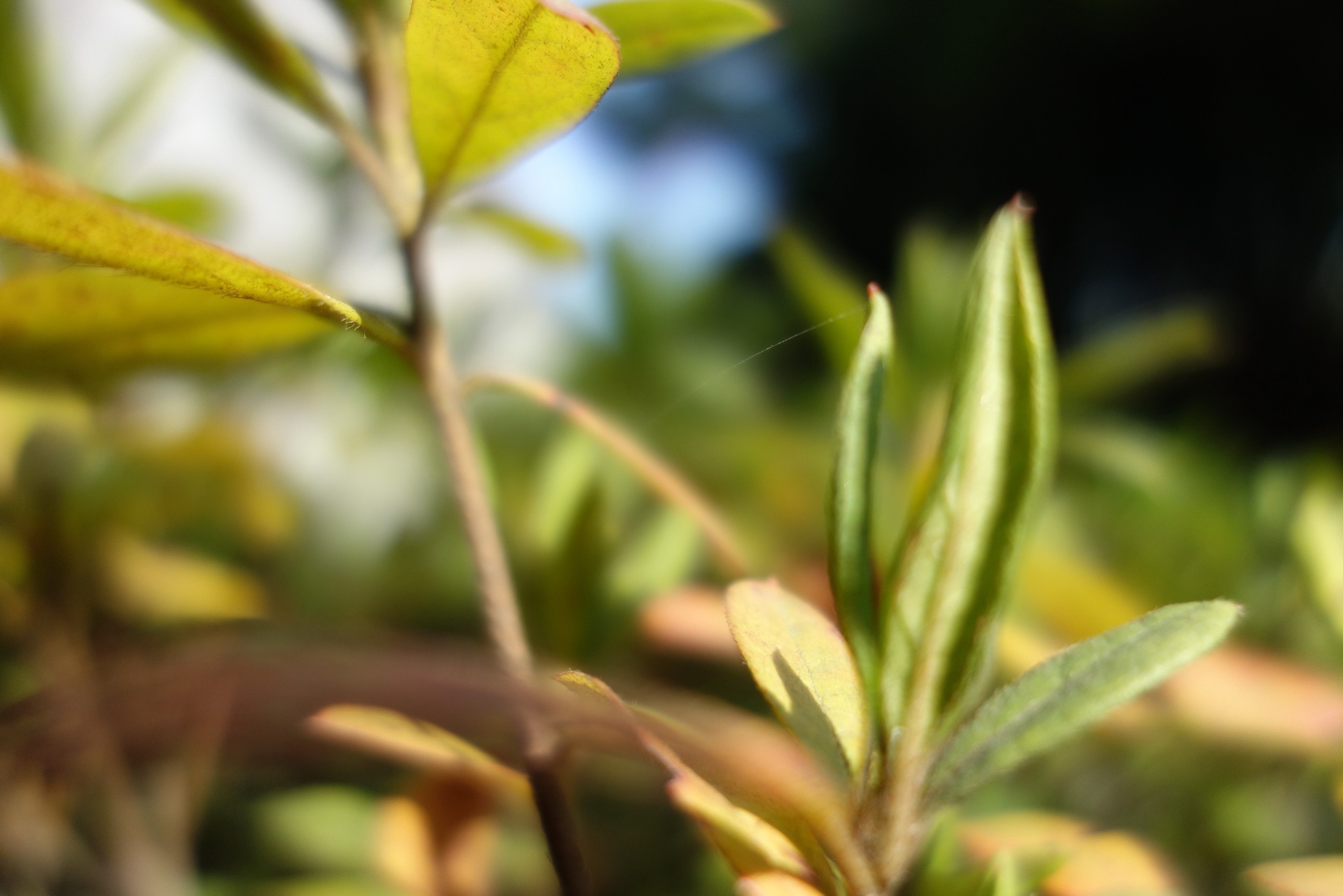 Close-up of green leaves and branches with sunlight HD Wallpaper