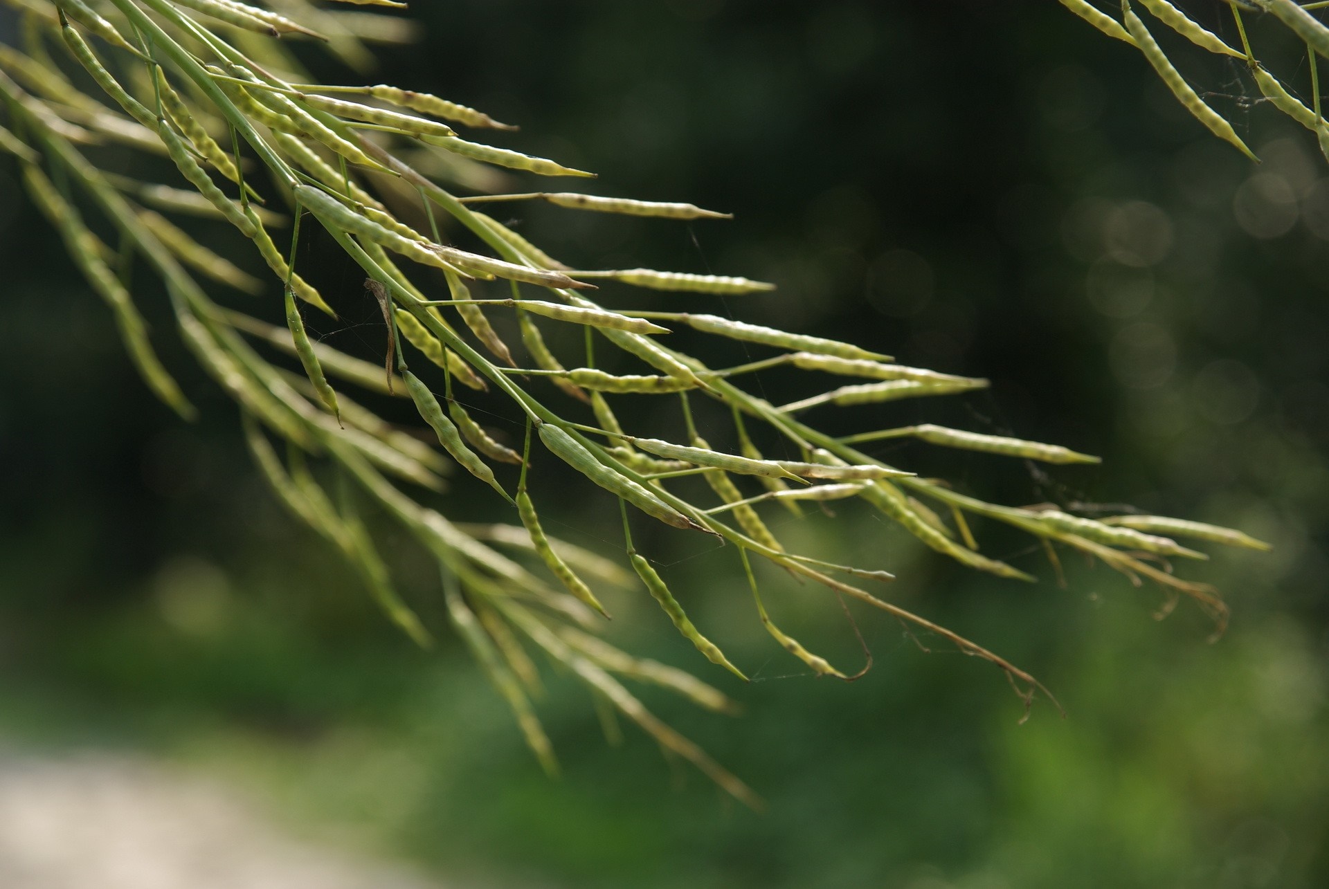 Close up of green plant pods on a branch HD Wallpaper