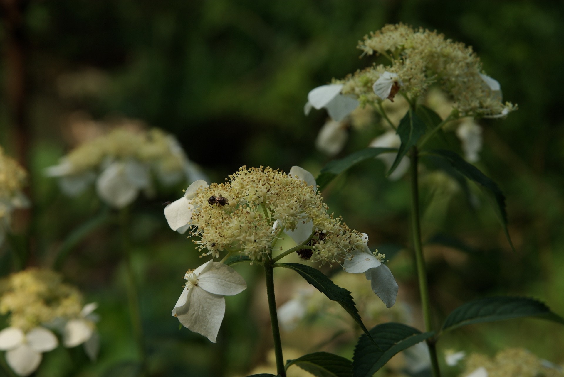 White flowers with insects in macro photography HD Wallpaper