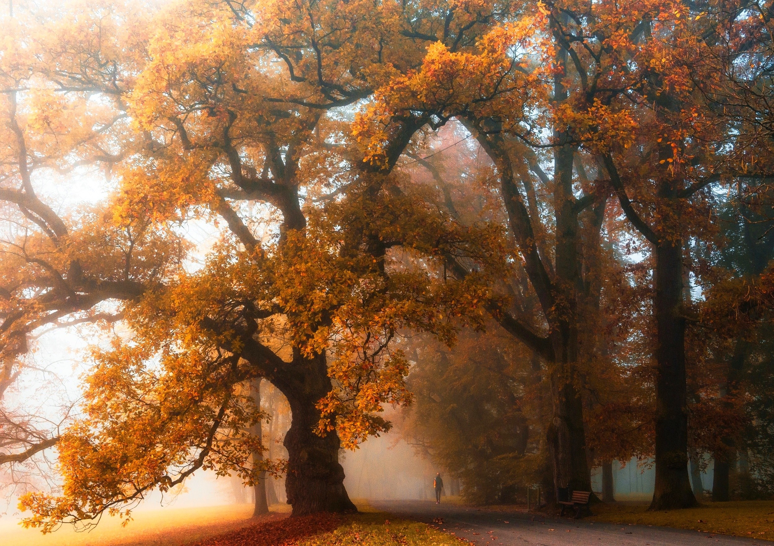 Misty autumn park with large oak trees and a lone walker HD Wallpaper