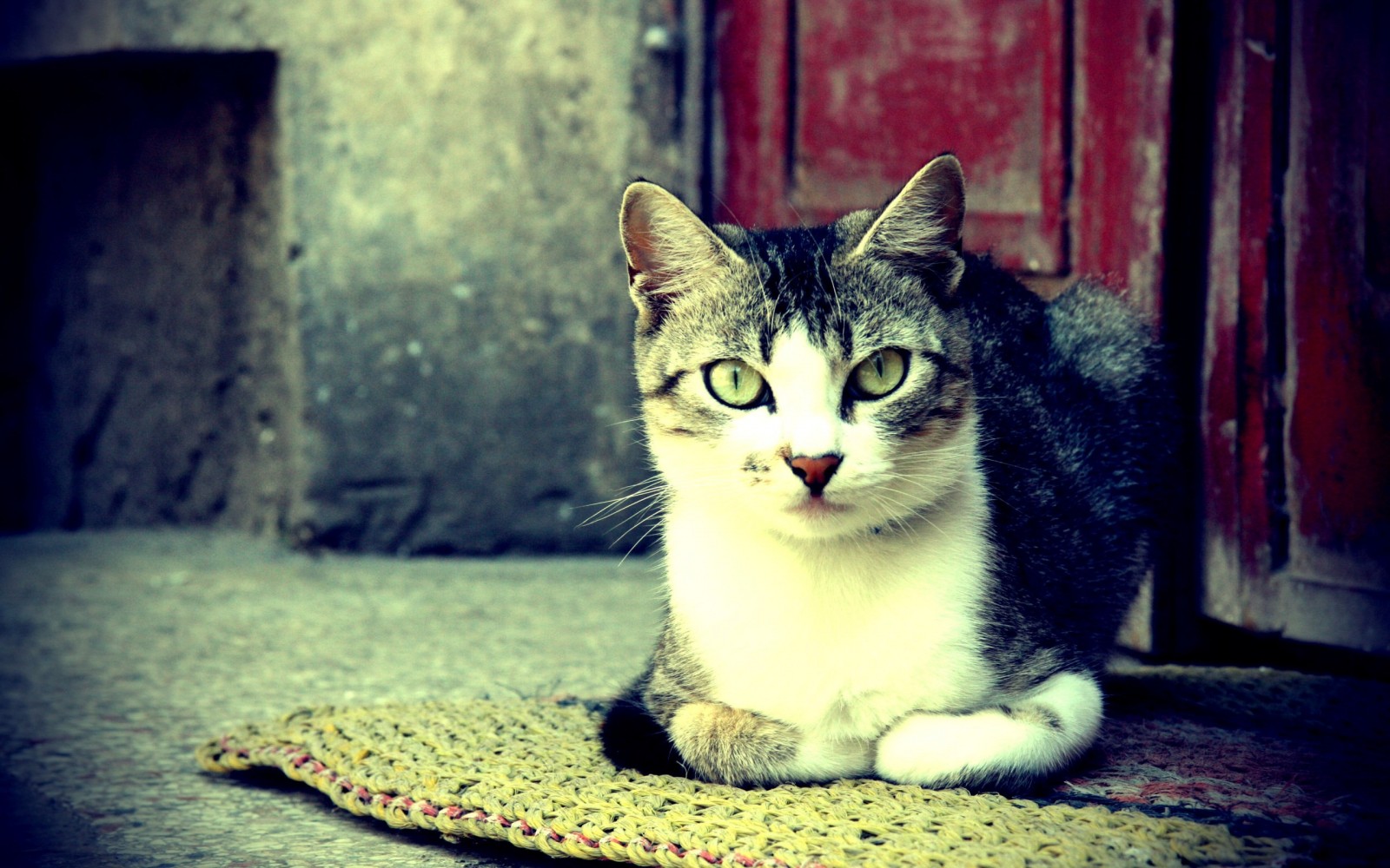 Tabby cat sitting on a mat HD Wallpaper