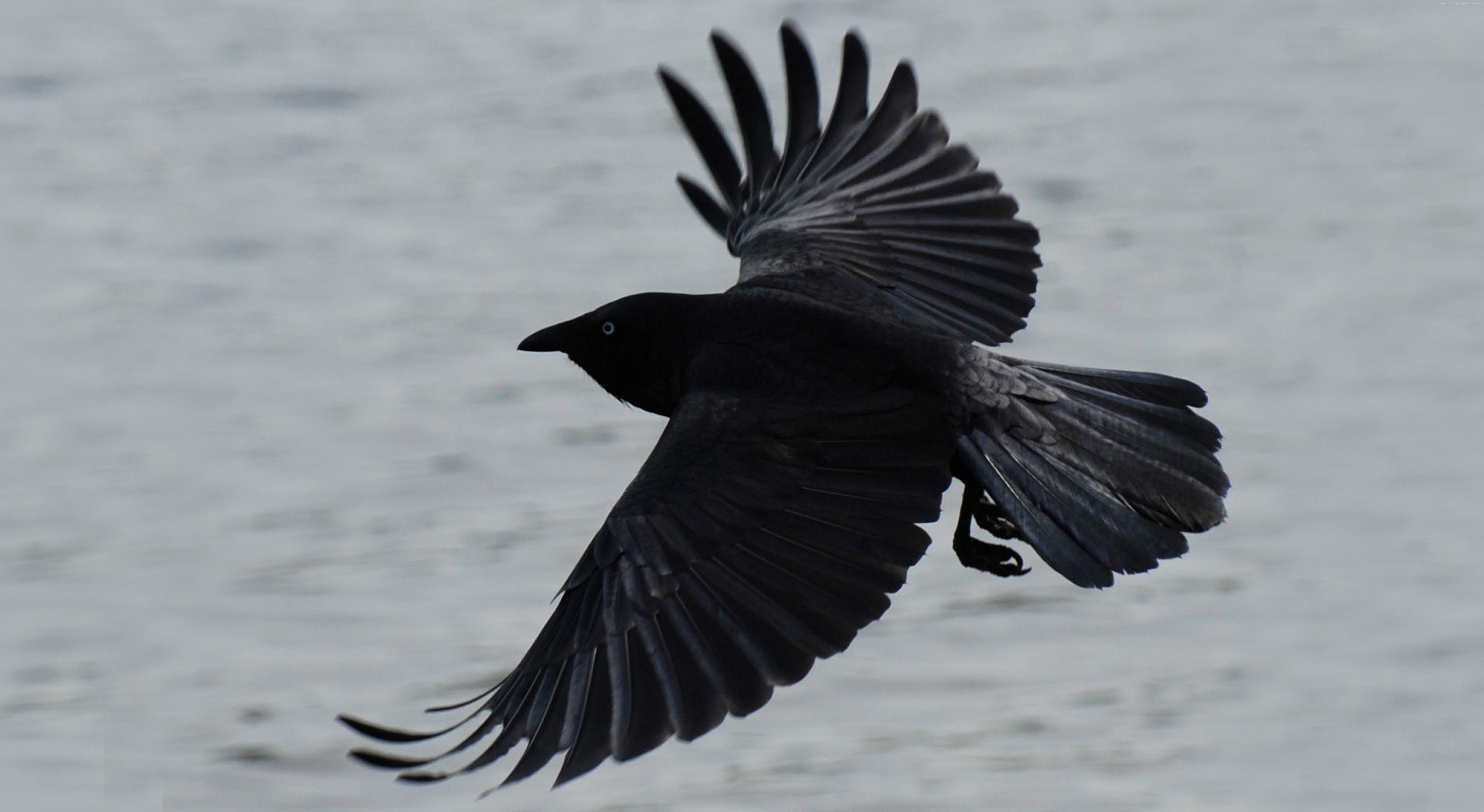 A black crow in flight over water HD Wallpaper