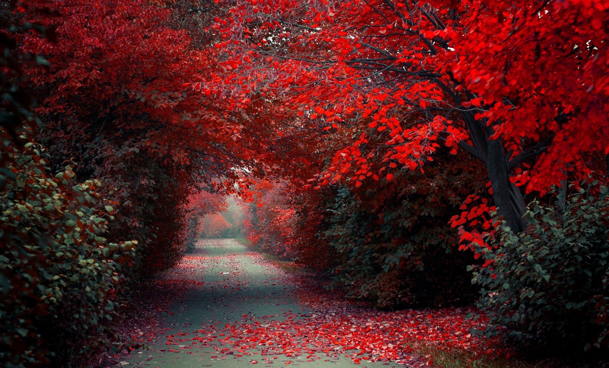 A winding path through a forest with red autumn leaves HD Wallpaper