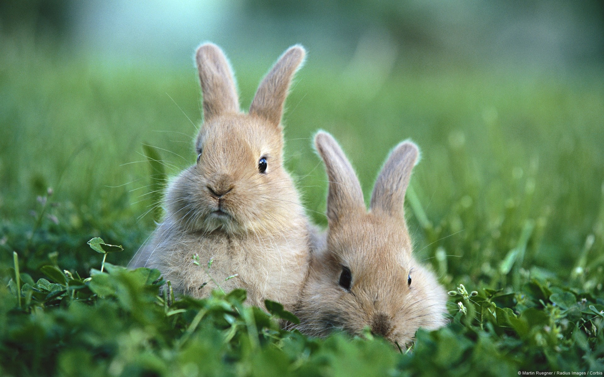 Two young rabbits in green grass HD Wallpaper