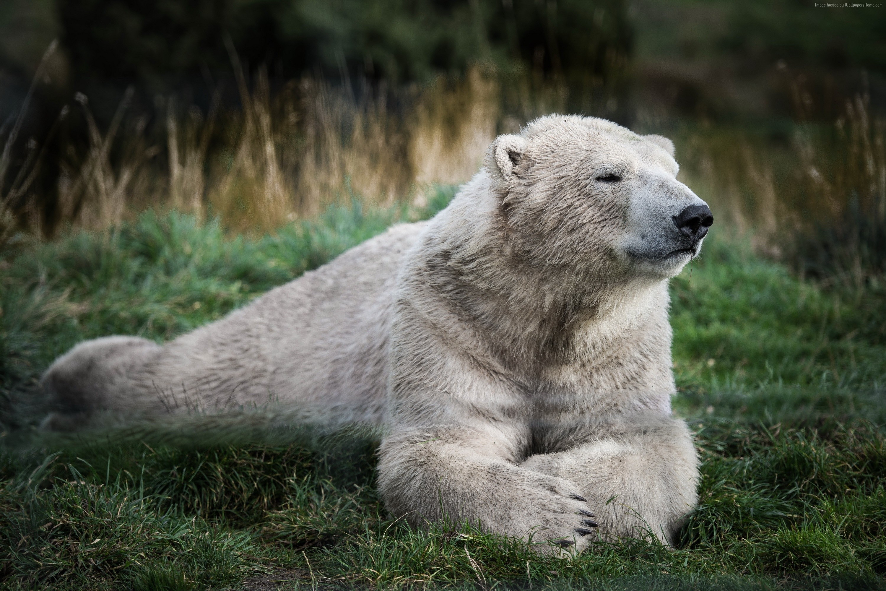 cute animals, look, Polar bear HD Wallpaper