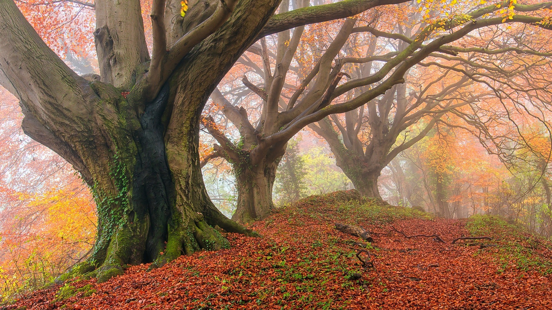 Misty autumn forest with large trees and fallen leaves HD Wallpaper