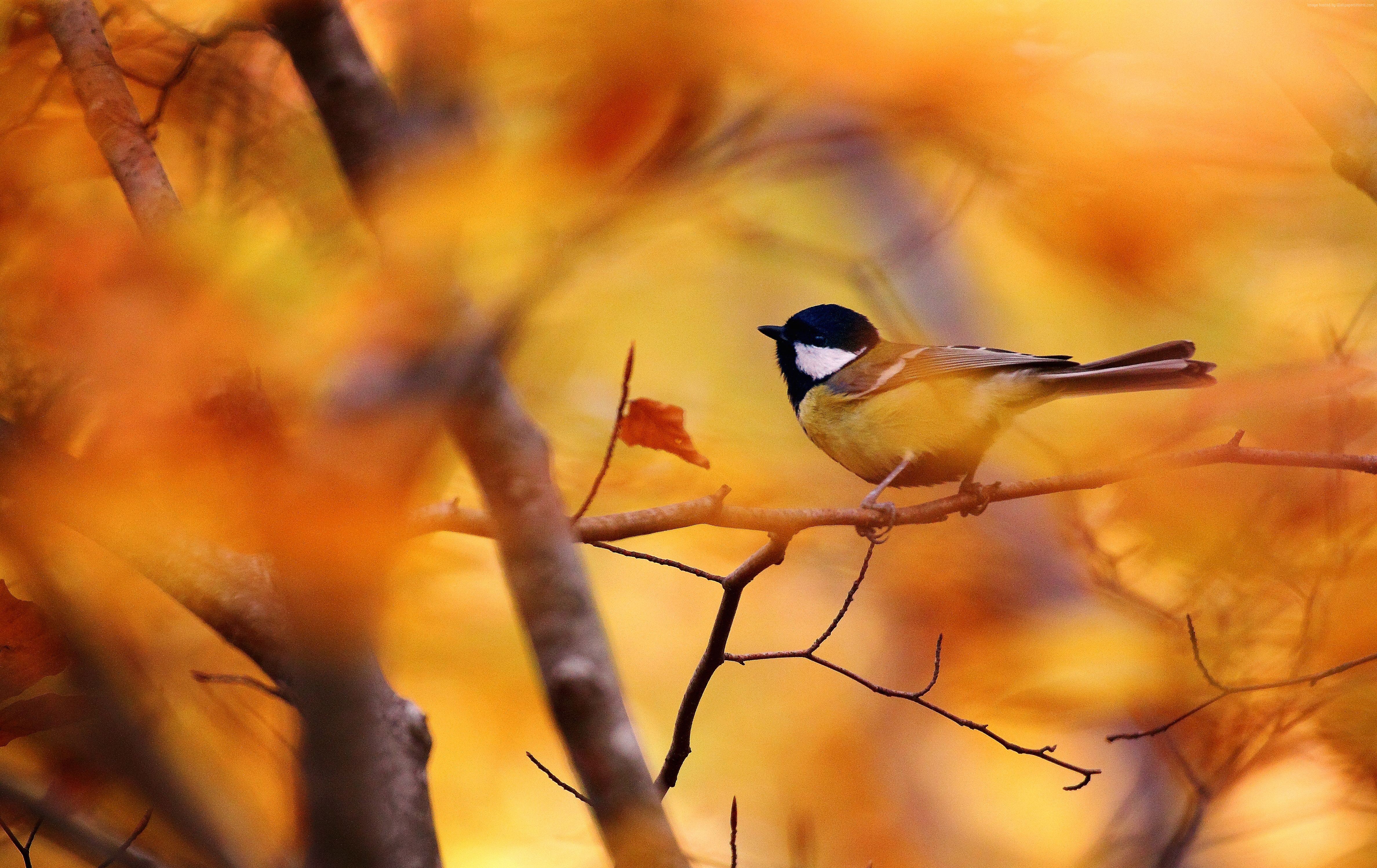 Tit bird on a branch in autumn HD Wallpaper
