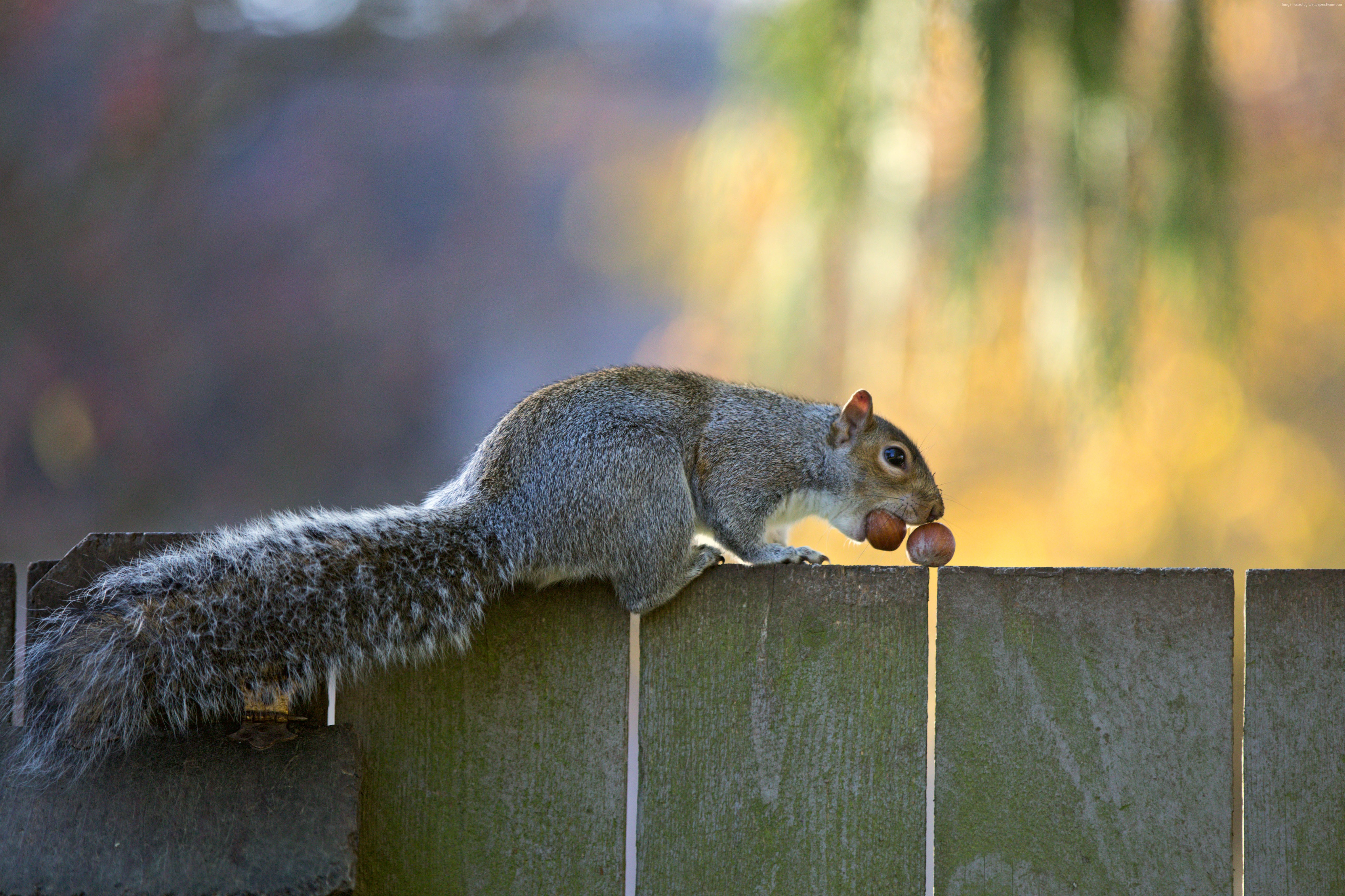 Squirrel holding nuts on a wooden fence HD Wallpaper