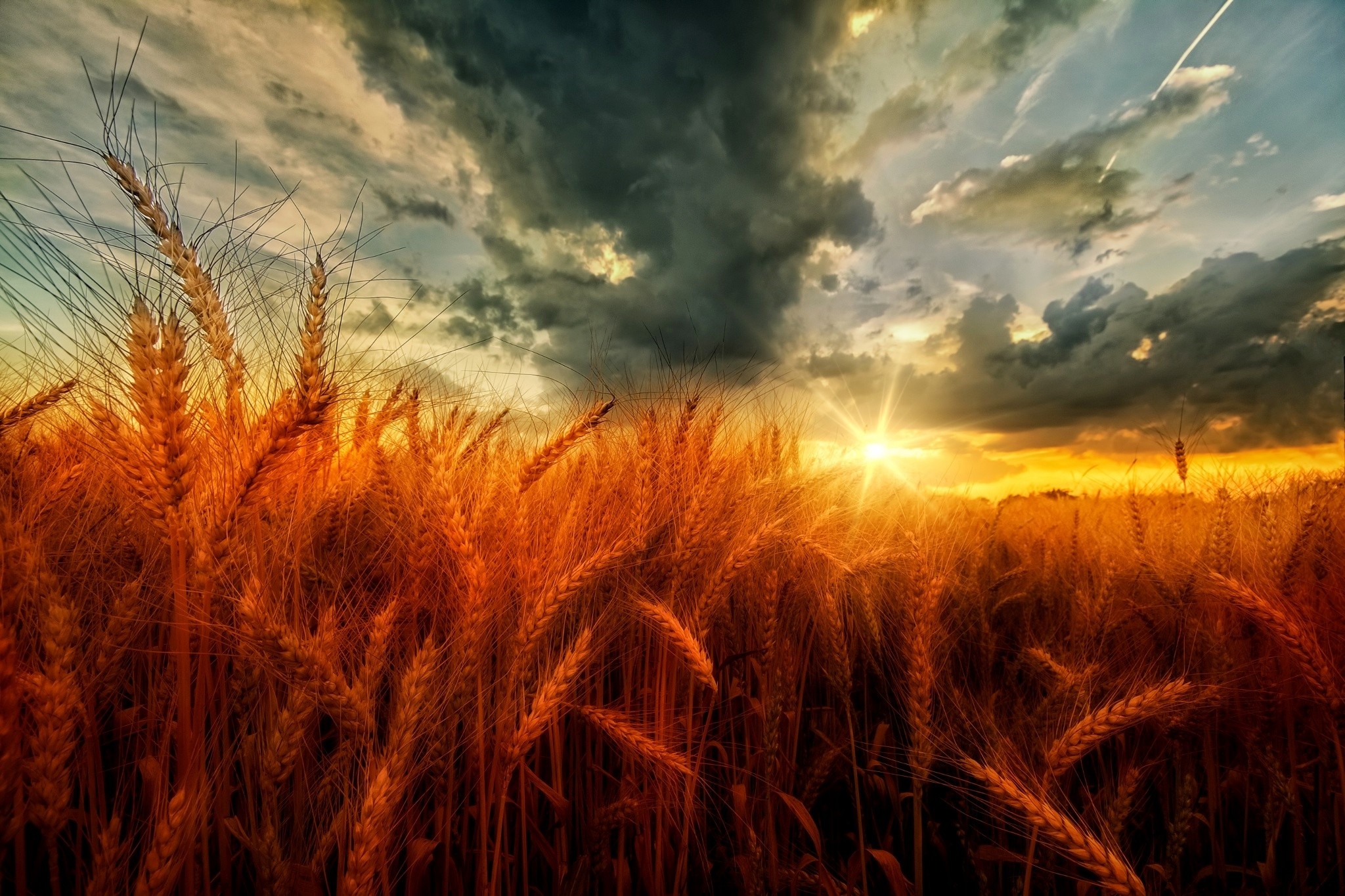 Wheat field at sunset with dramatic clouds HD Wallpaper