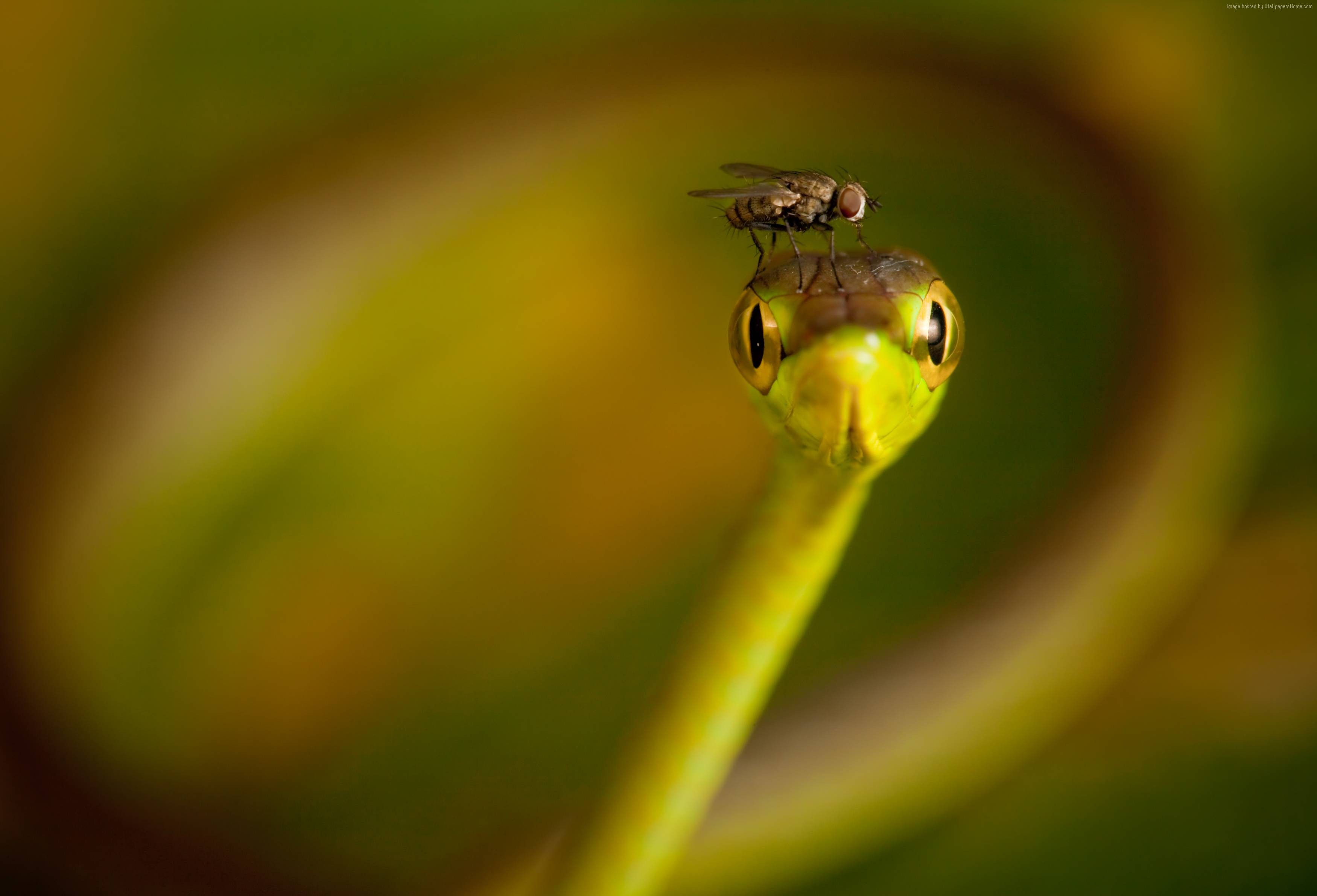 Macro shot of a fly on a green snake's head HD Wallpaper
