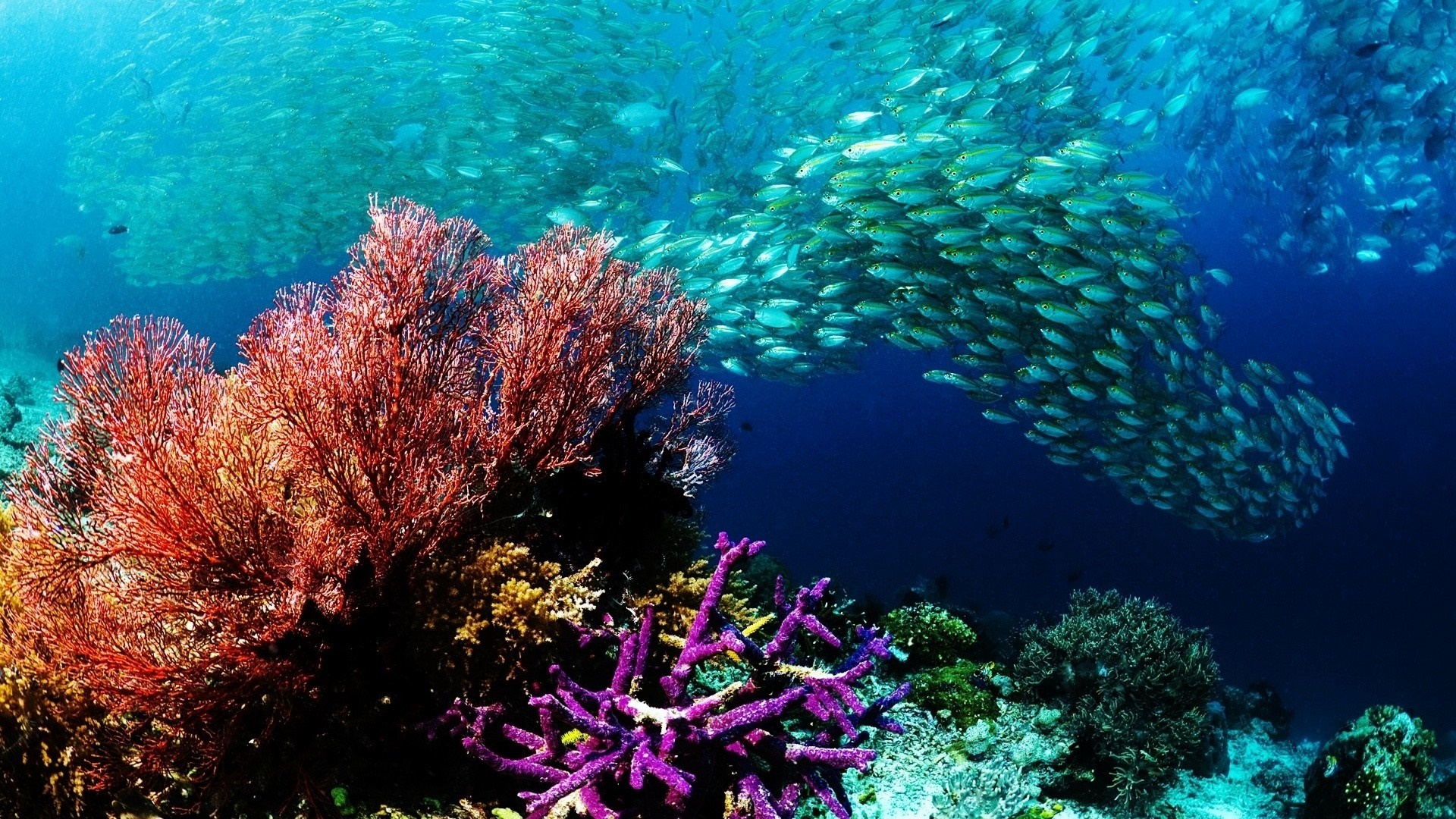 School of fish swimming near colorful coral reef HD Wallpaper