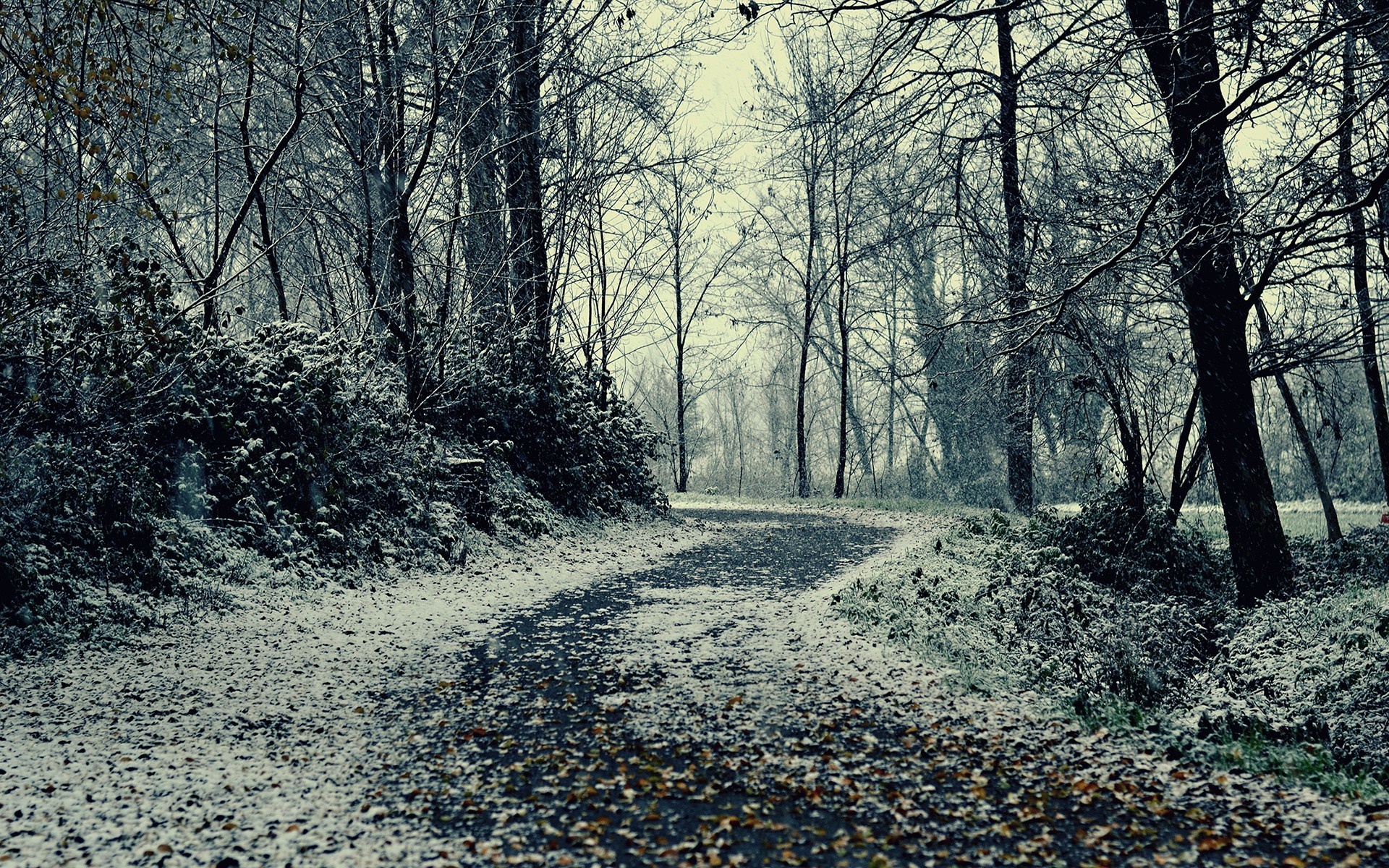 Winding road through a snowy forest in winter HD Wallpaper