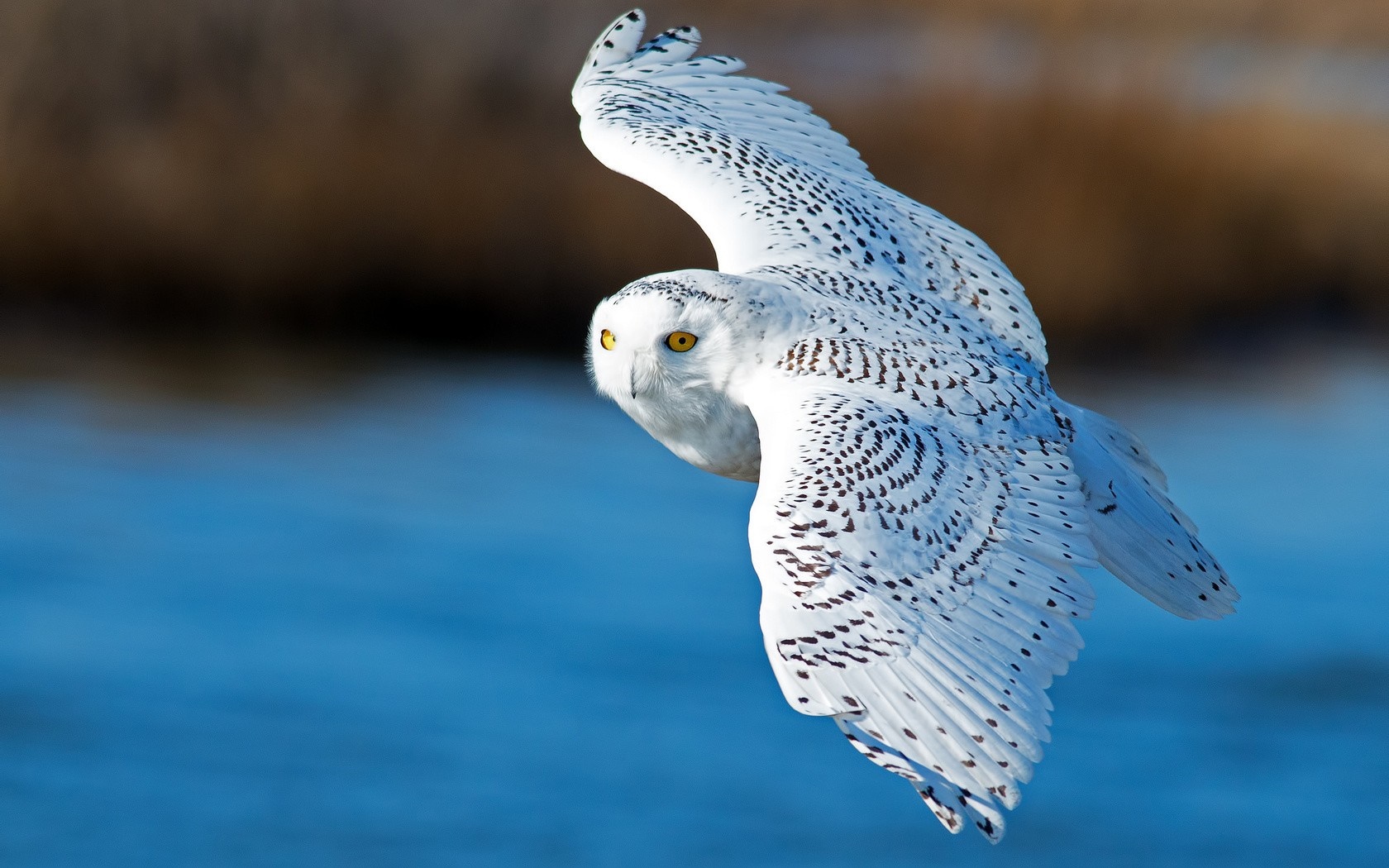 Snowy owl in flight over blue water HD Wallpaper