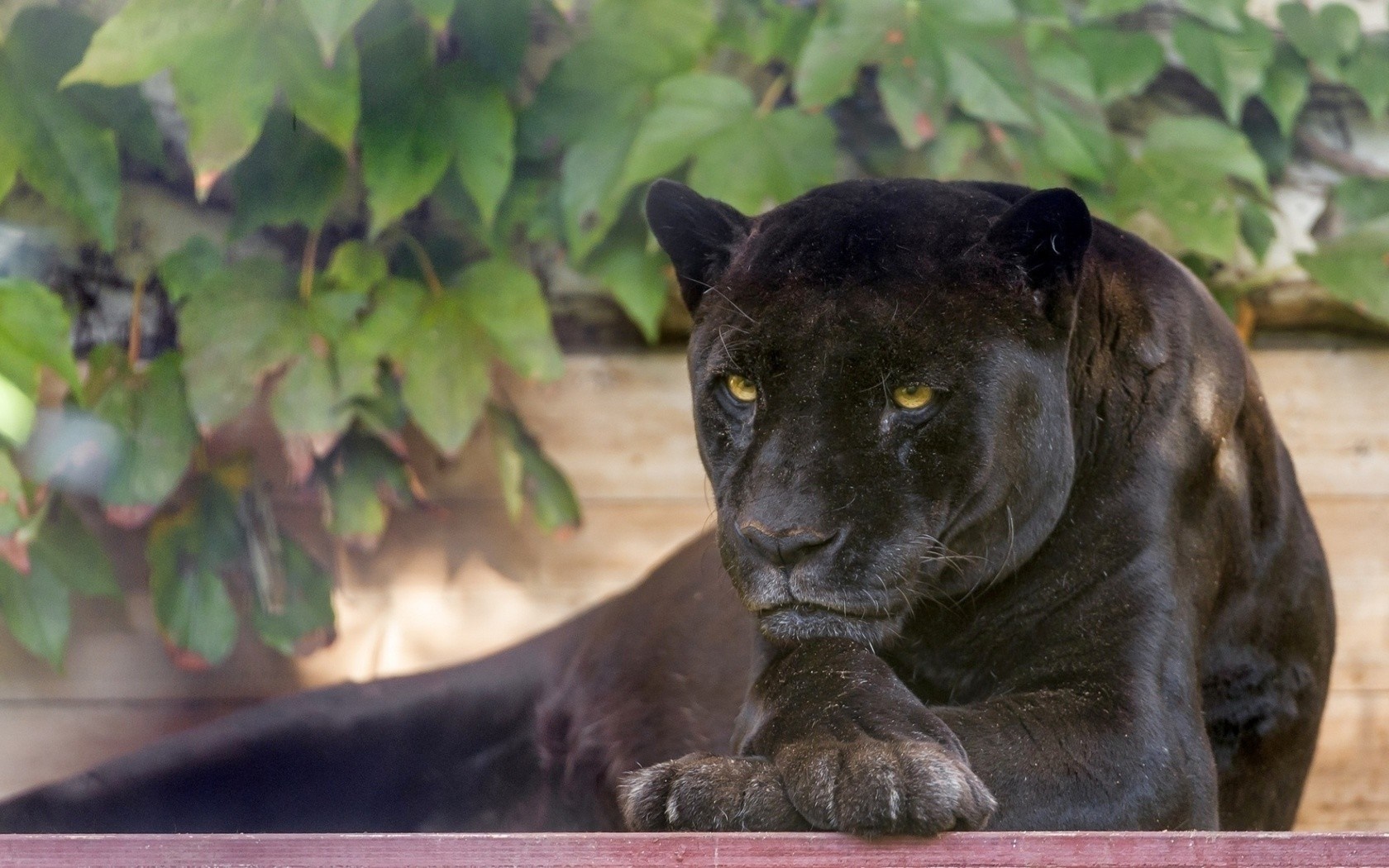 Black Panther resting near green leaves HD Wallpaper