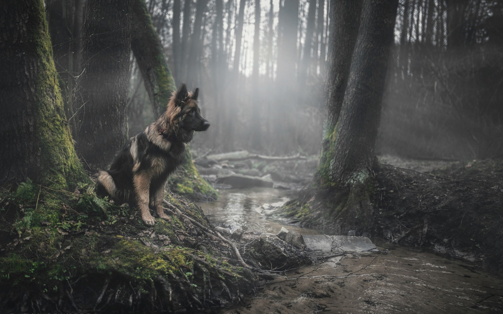 German Shepherd dog sitting by a stream in a misty forest HD Wallpaper