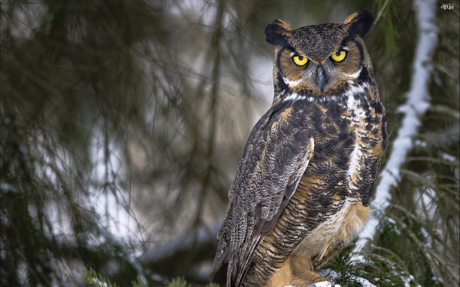 Great Horned Owl perched on a snowy branch HD Wallpaper