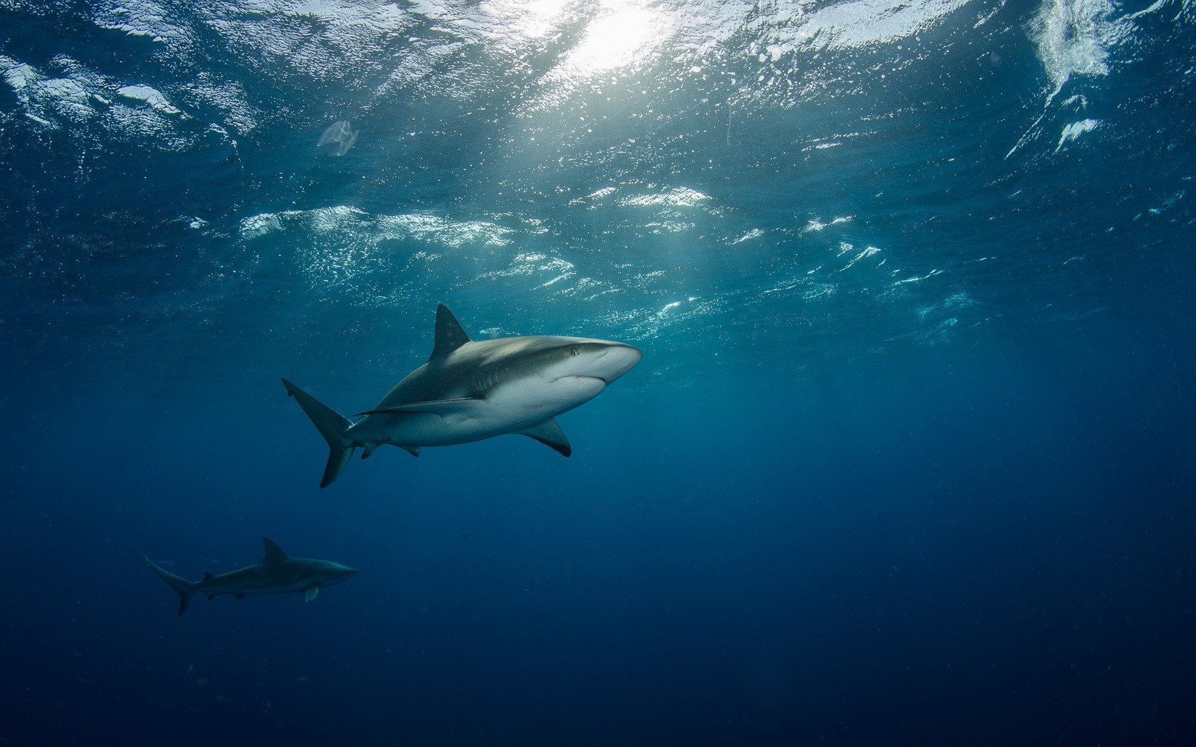 Two sharks swimming in the deep blue ocean HD Wallpaper