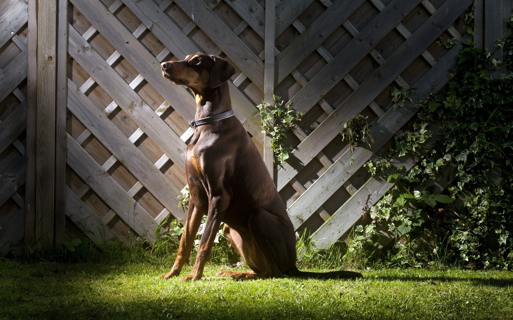 Brown Doberman Pinscher sitting in a grassy yard HD Wallpaper
