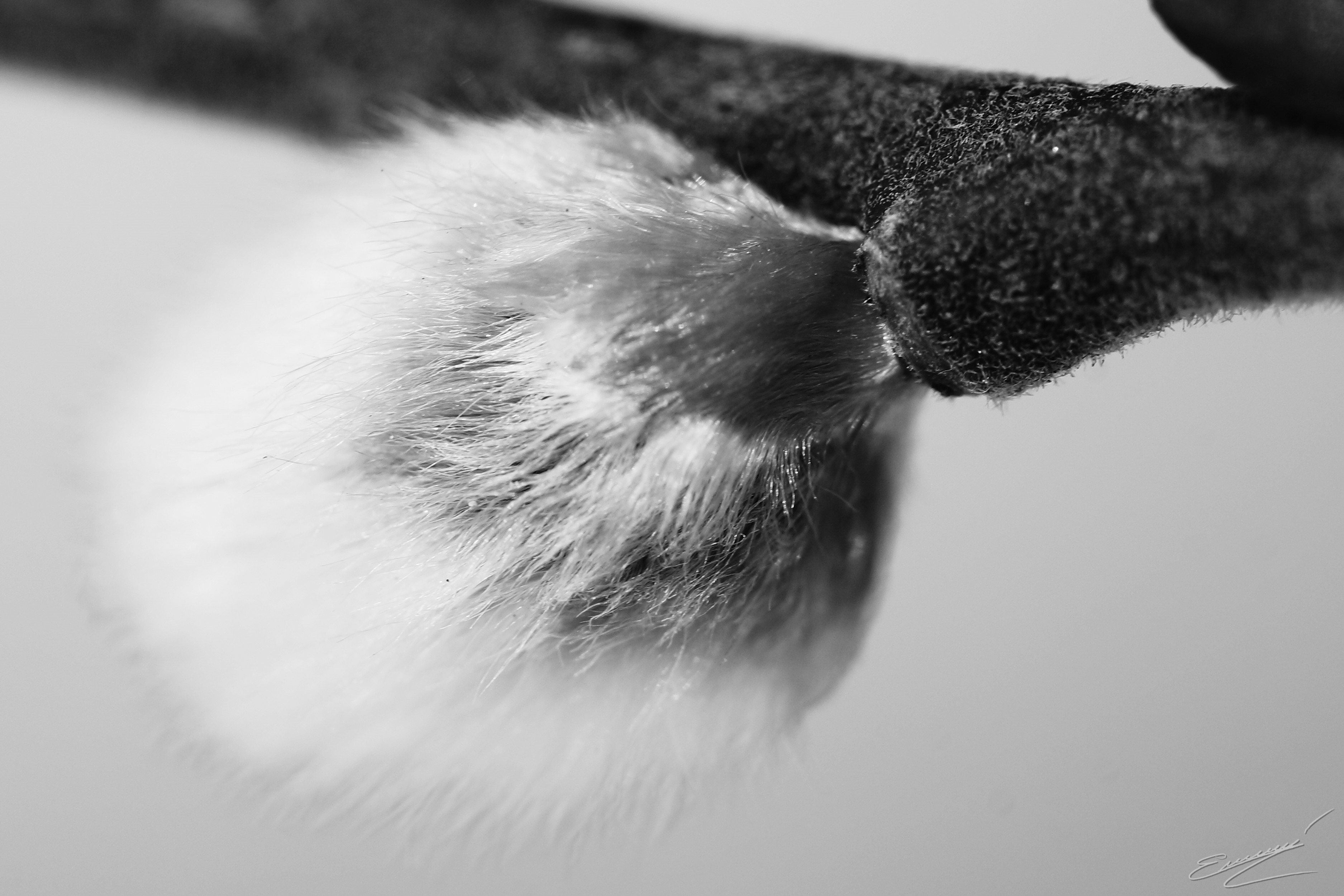 Close up of a pussy willow bud on a branch HD Wallpaper