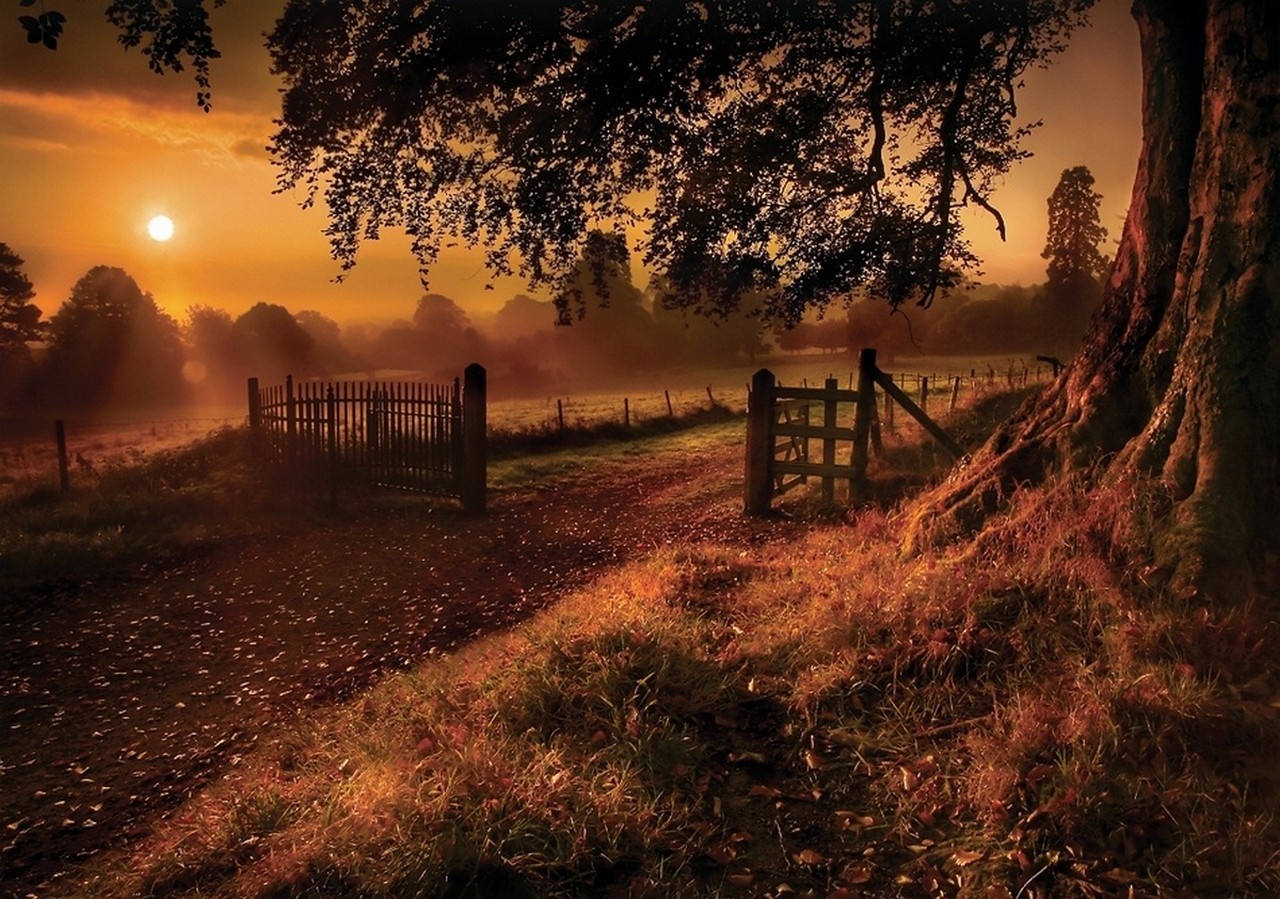 Sunset over a misty field with a tree and fence HD Wallpaper