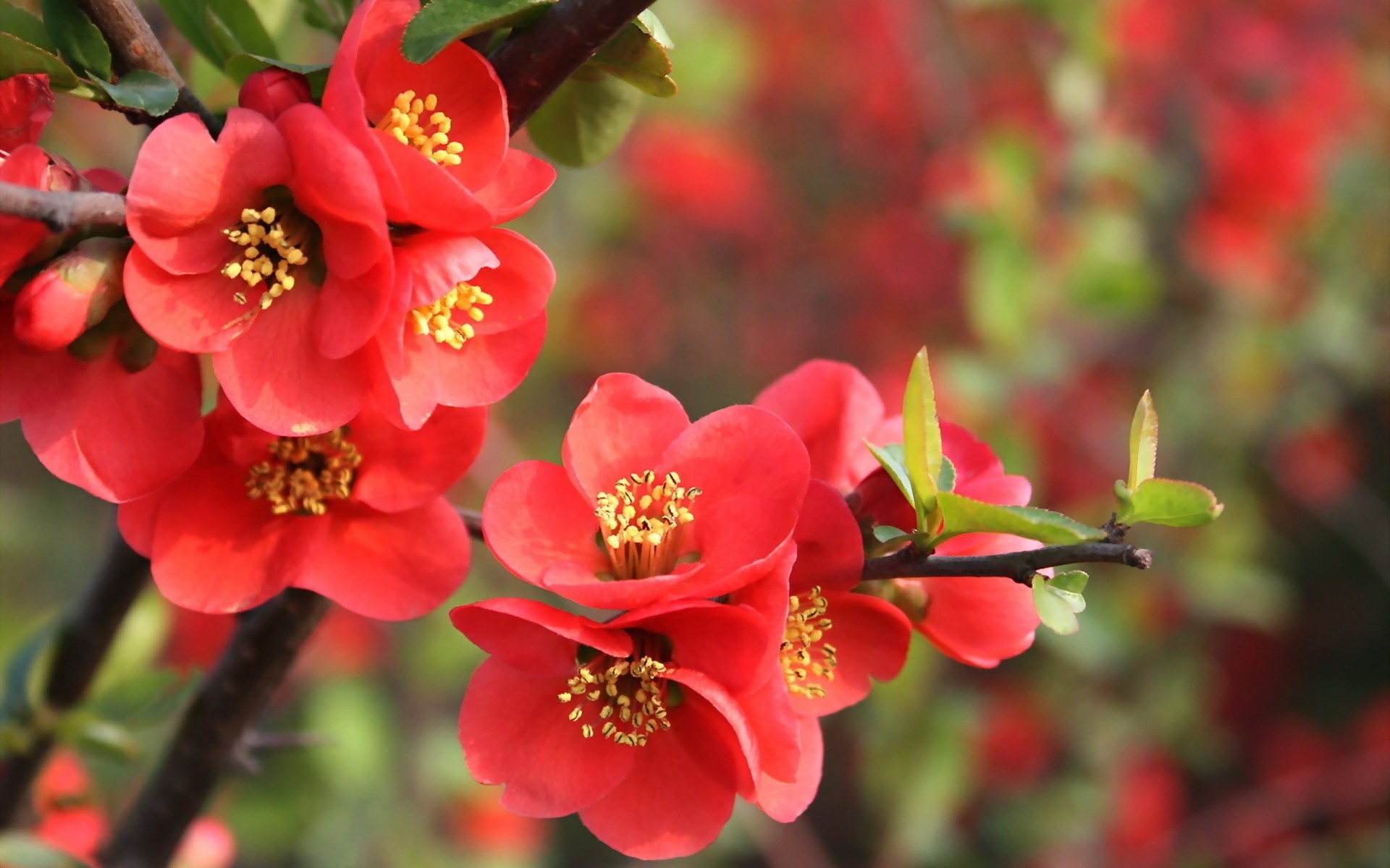 Close-up of bright red quince flowers on a branch HD Wallpaper