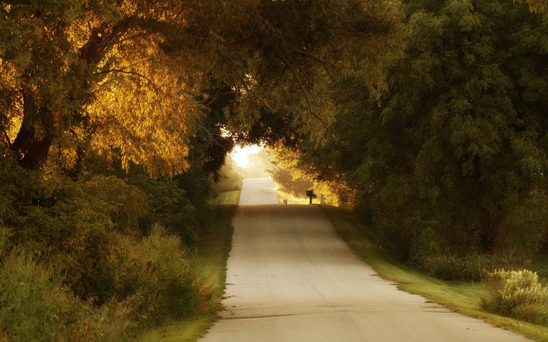 Road through trees with sunlight HD Wallpaper