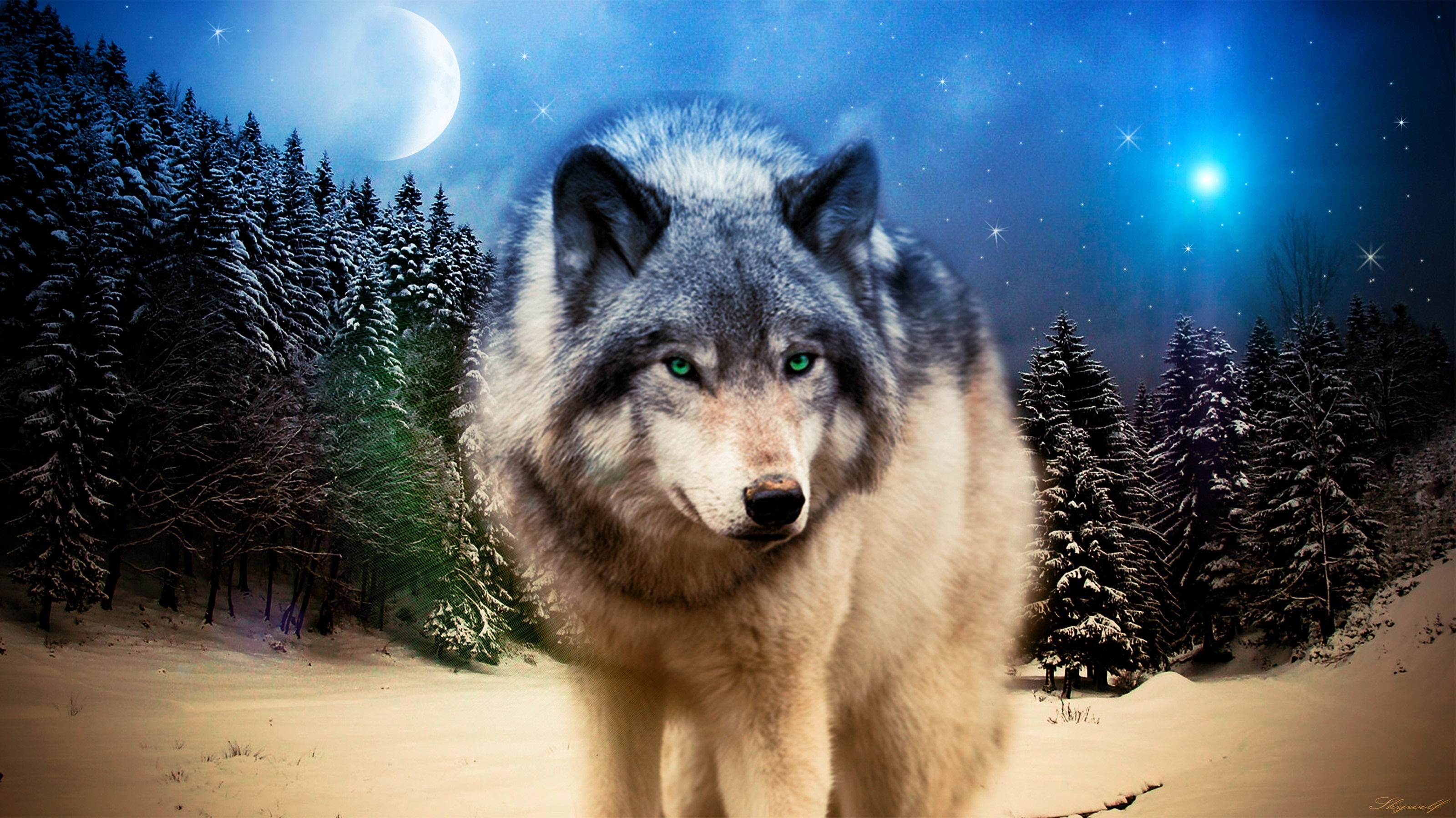 Wolf in a snowy forest under the moon HD Wallpaper