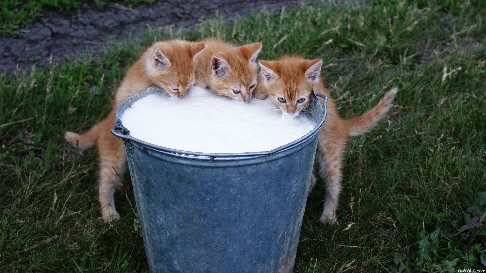 Three orange kittens drinking milk from a bucket HD Wallpaper