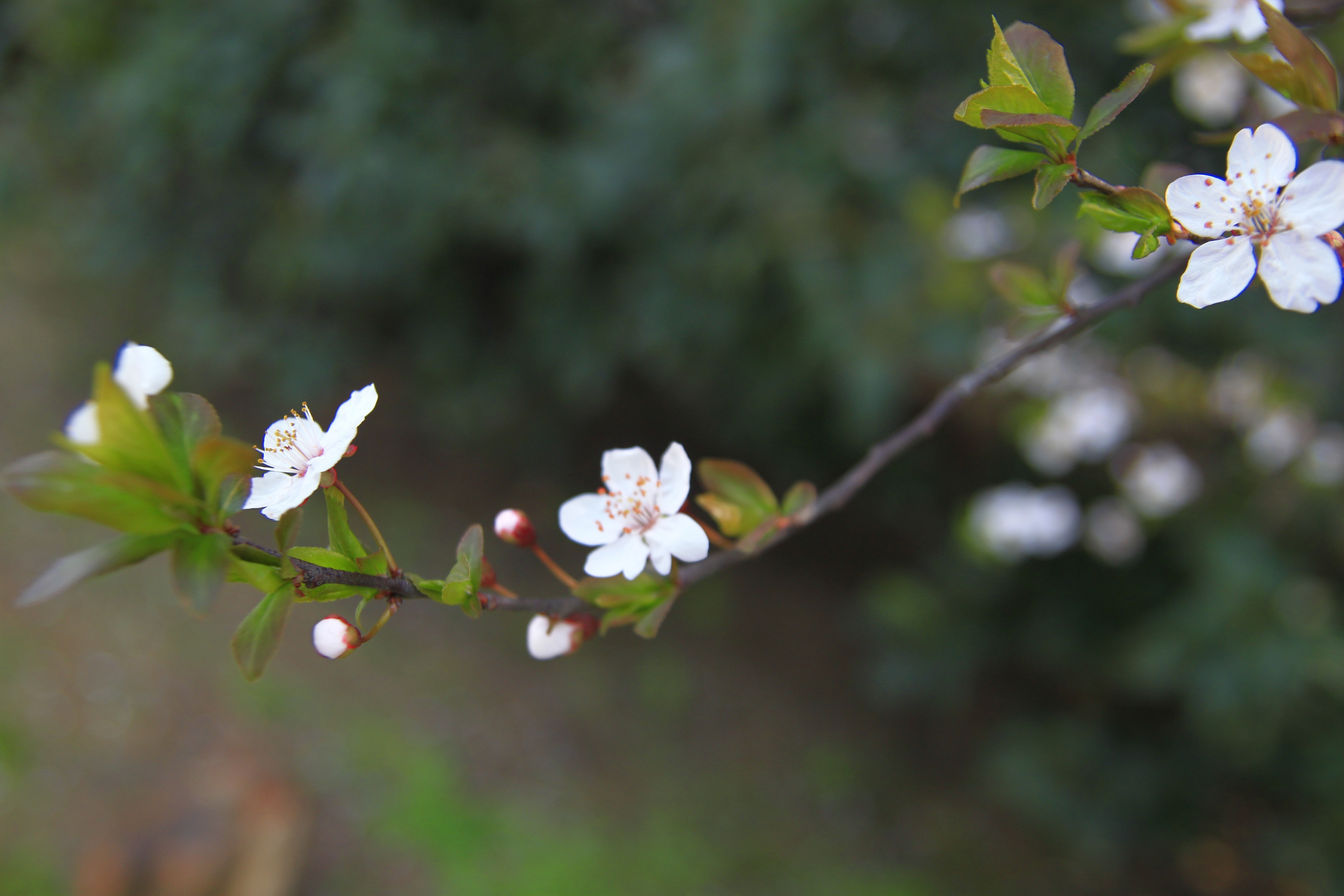 White cherry blossoms on a branch with green leaves HD Wallpaper