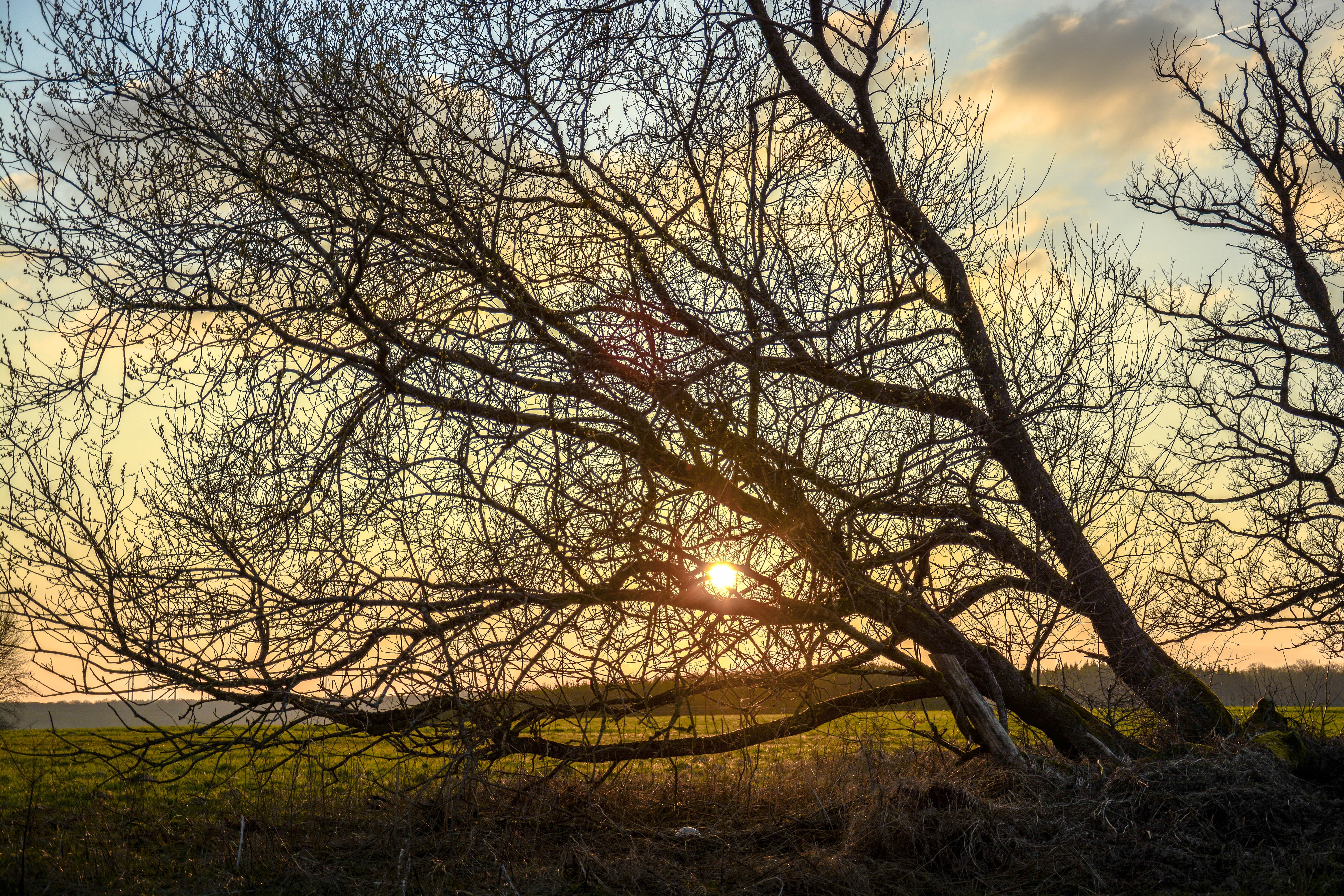 Bare tree branches against sunset sky over field HD Wallpaper