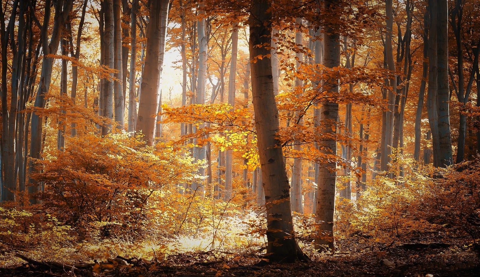 Sunlight filtering through autumn trees in a forest HD Wallpaper